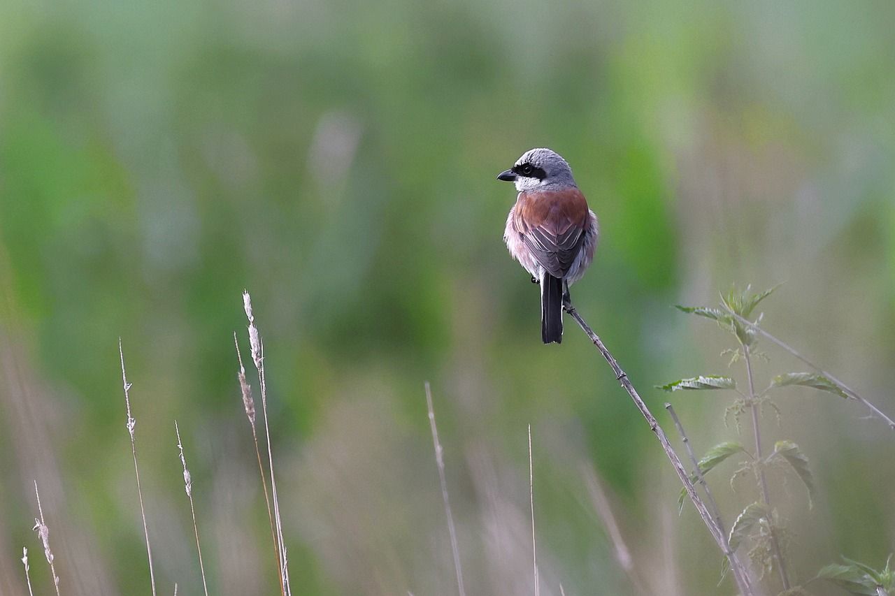 1280x853 Red Backed Shrike Bird Perched