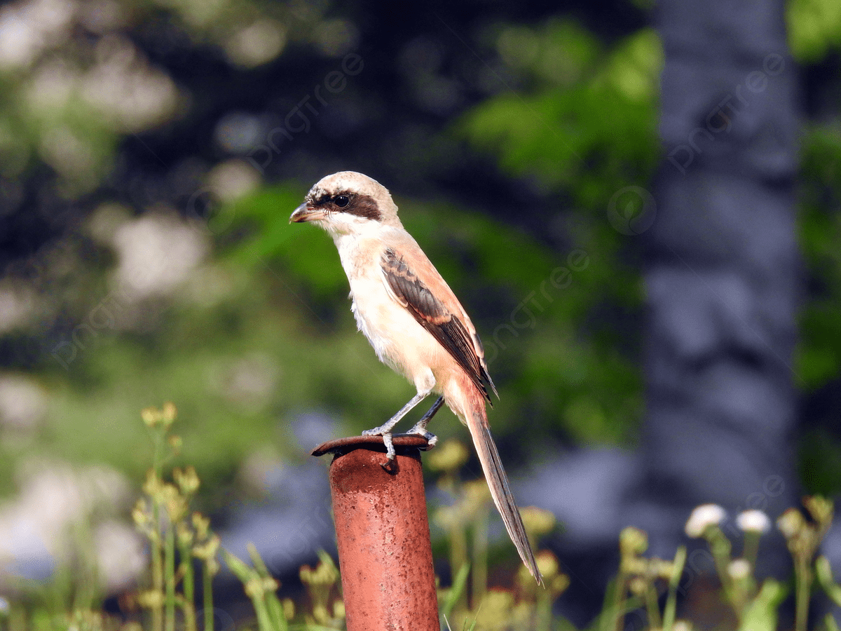 1200x900 Shrike Bird Sparrow Bird Insect HD