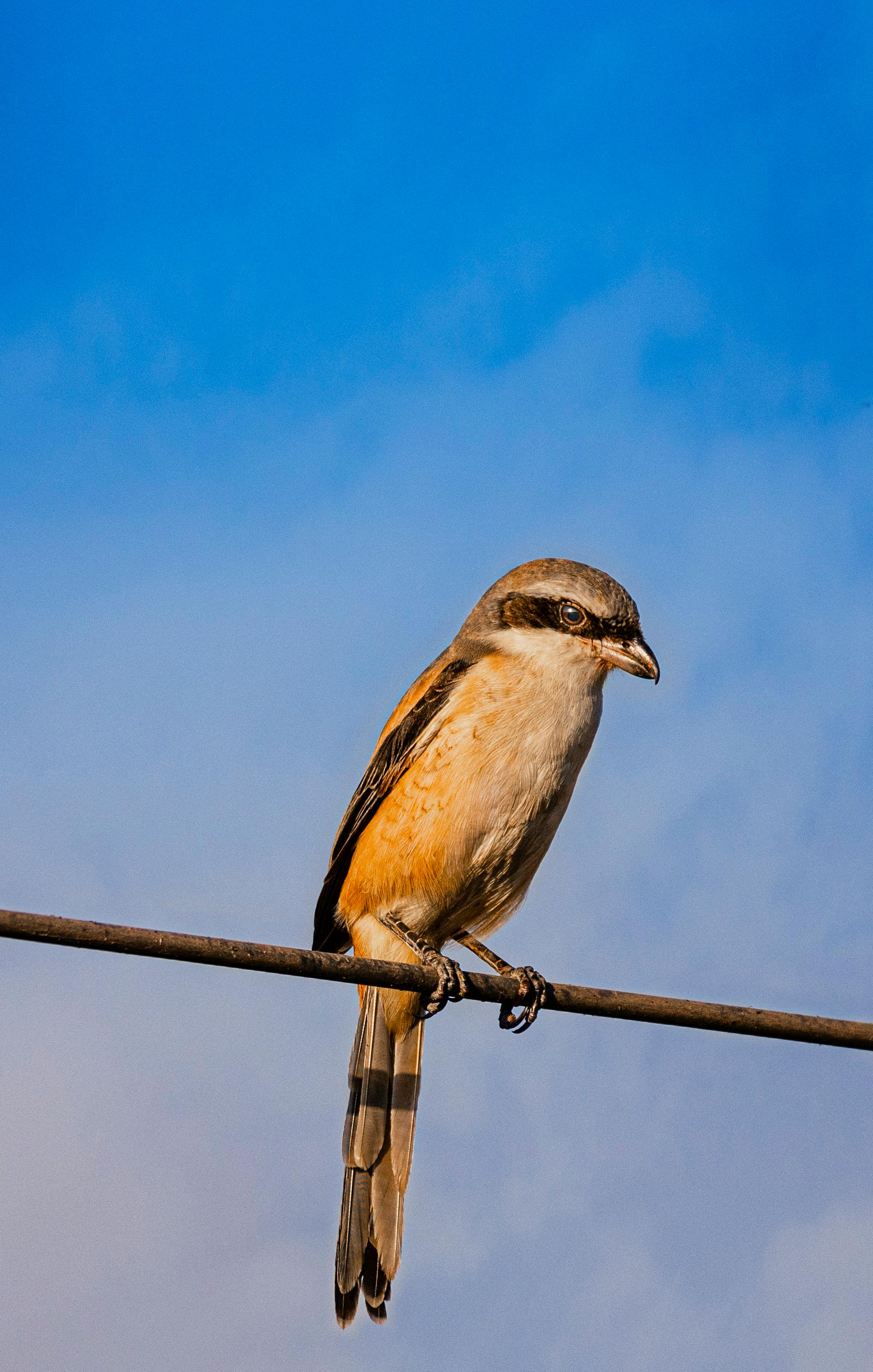2400x3773 Shrike & HD Image