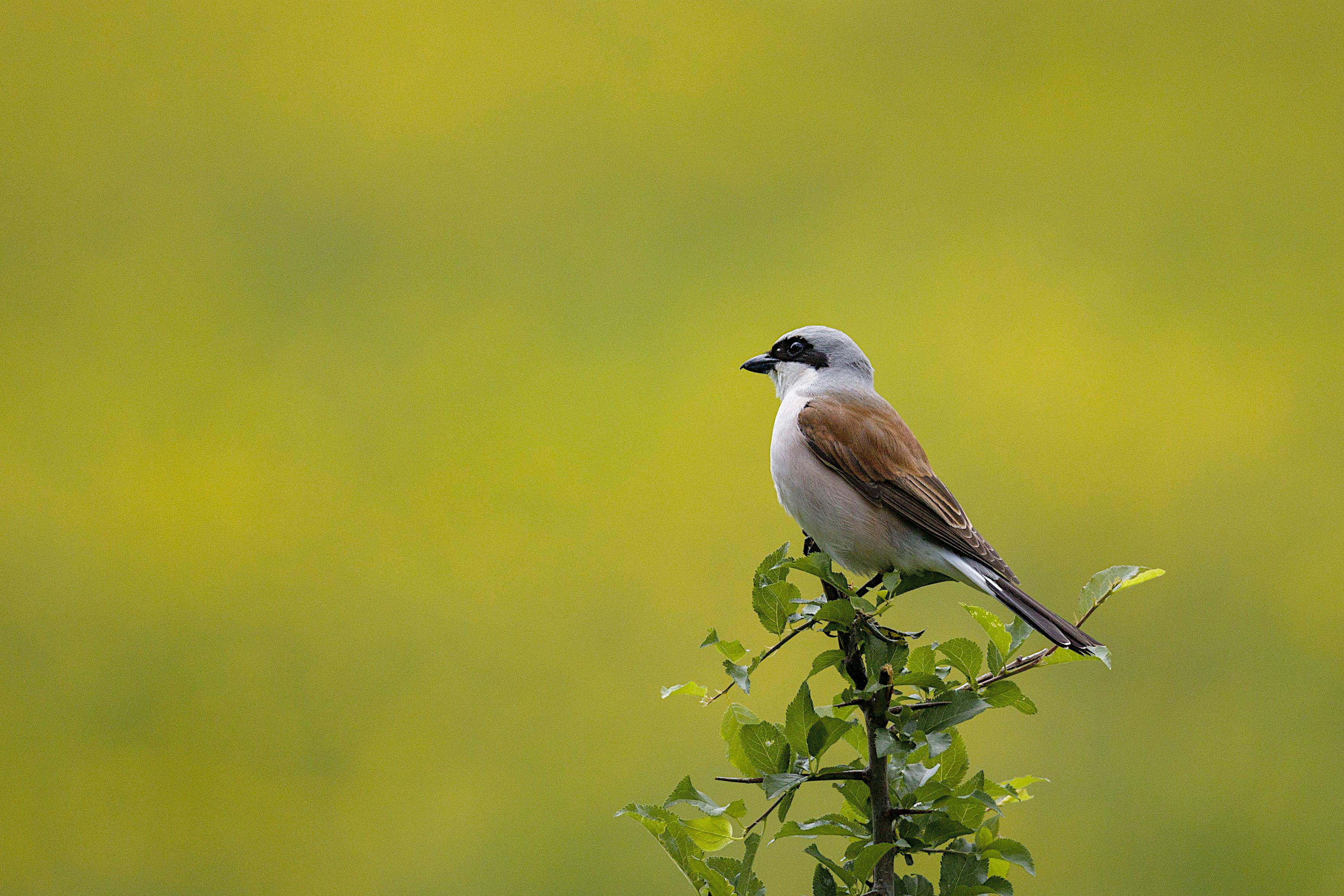 3516x2345 Shrike & HD Image