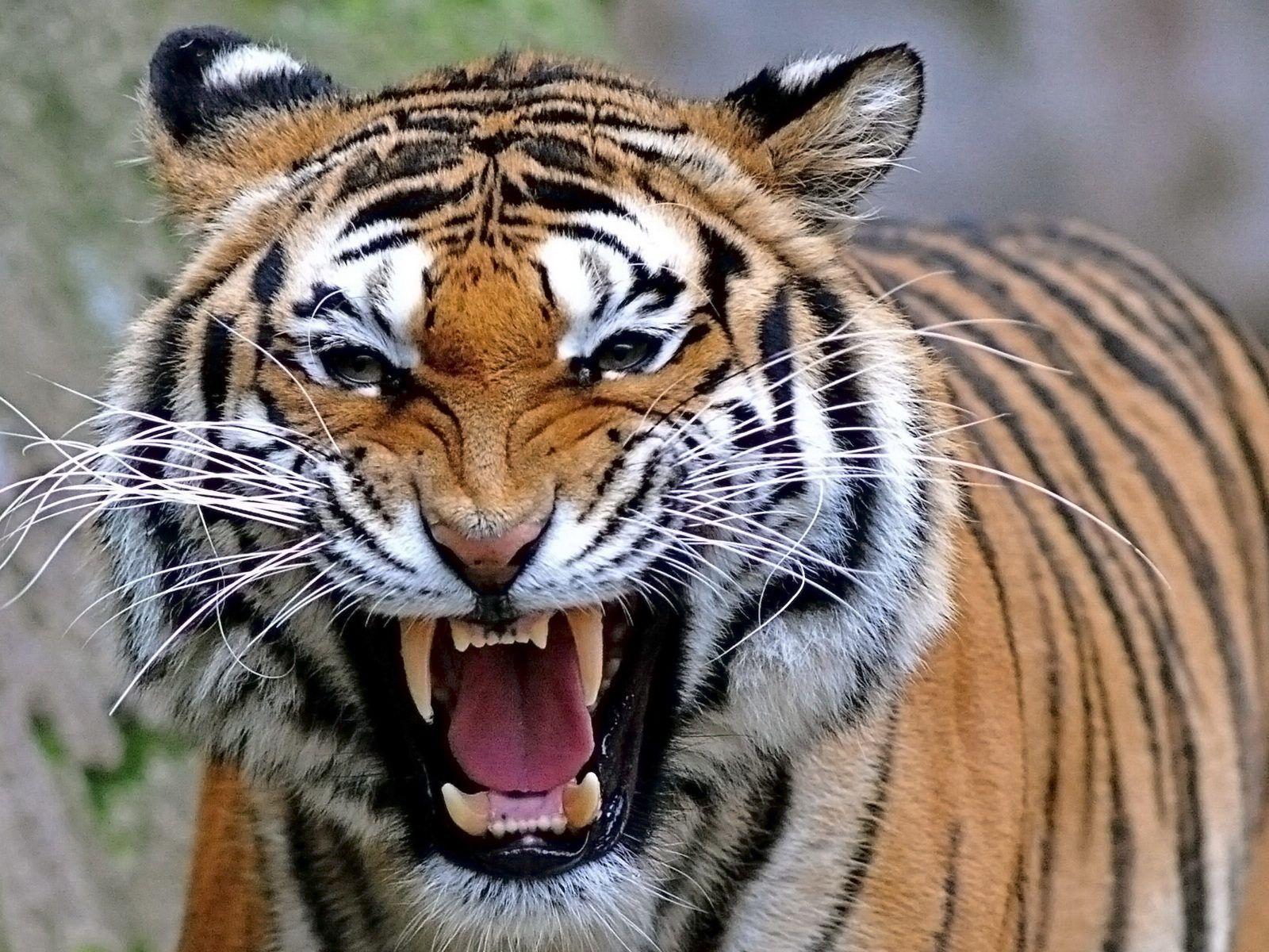 1600x1200 Tiger Wallpaper HD Image Free Download, HD