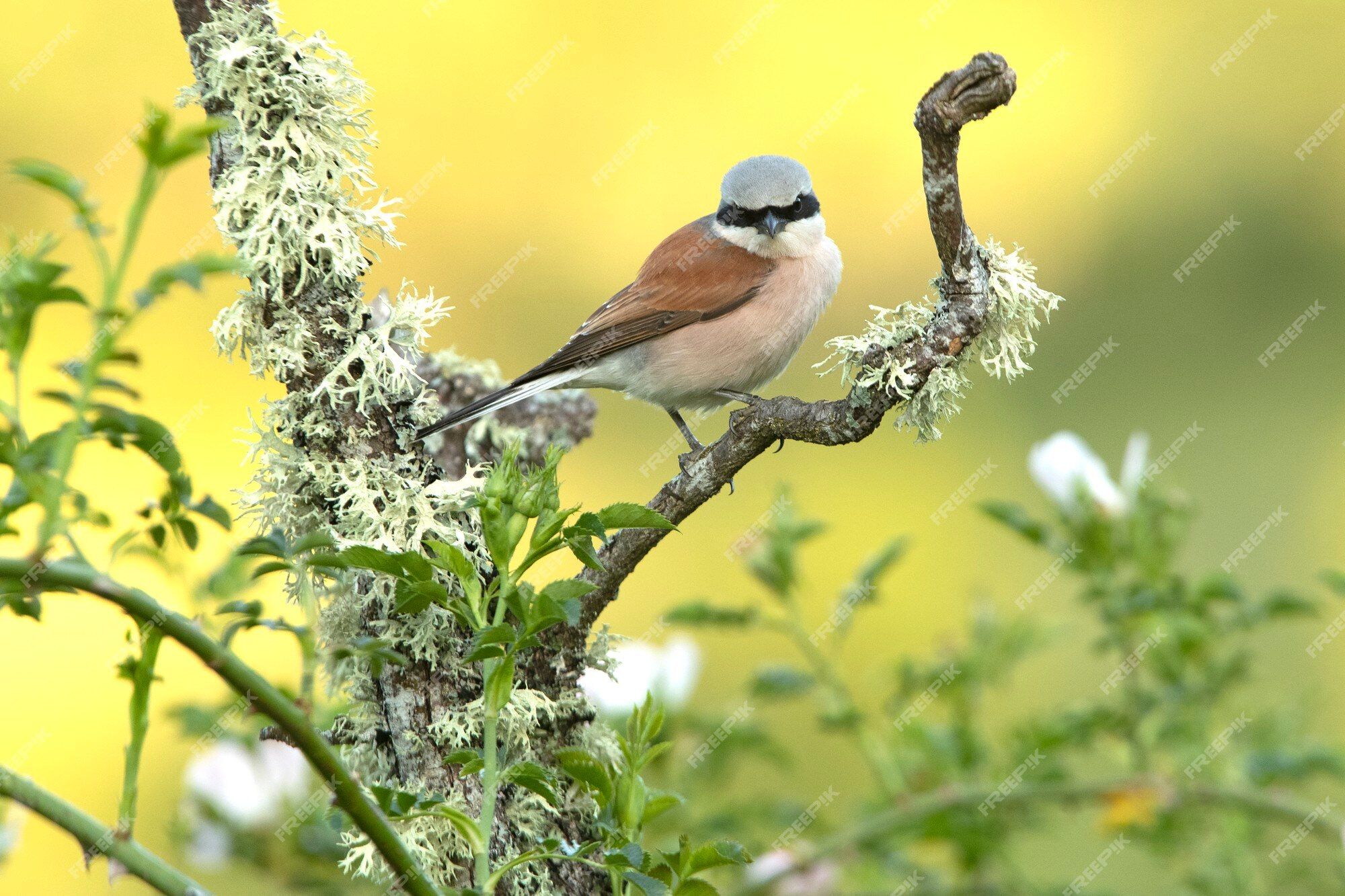 2000x1333 Adult male redbacked shrike