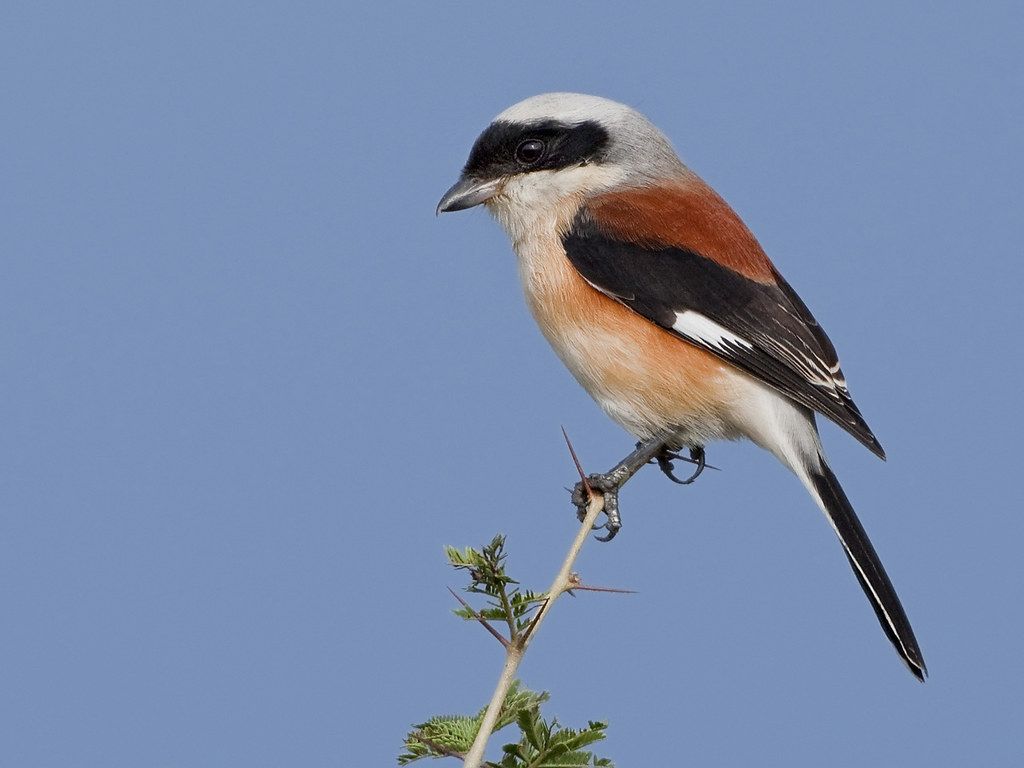 1024x768 Bay Backed Shrike [Explored]. Thanks