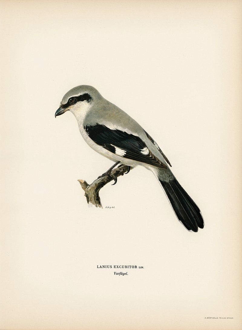 800x1092 Great Grey Shrike Image. Free Photo