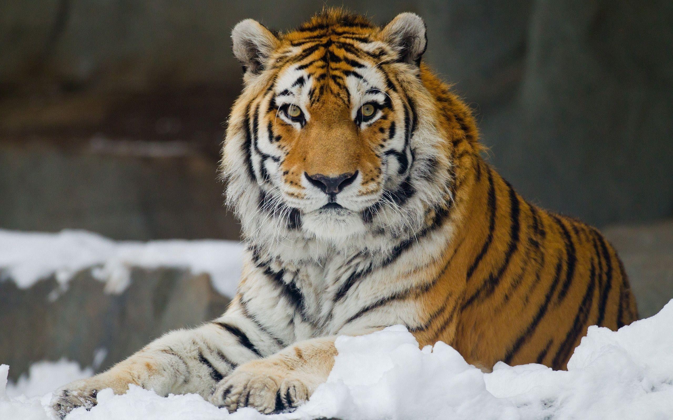 2560x1600 Siberian Tiger Wallpaper