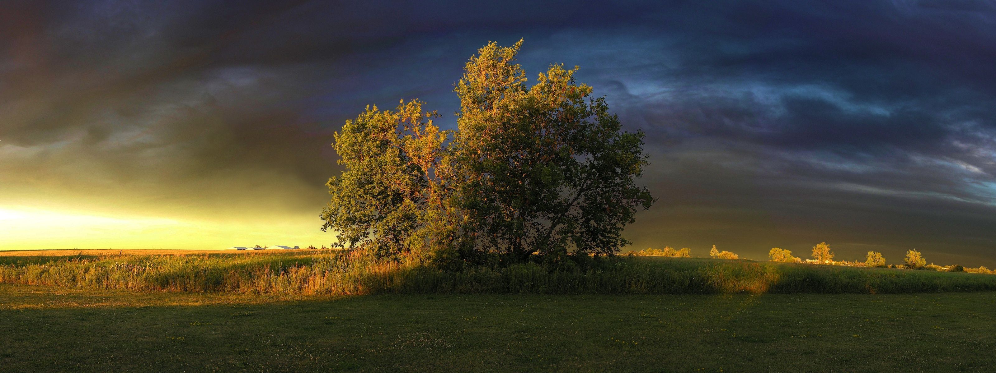 3200x1200 Nature Tree HD Wallpaper