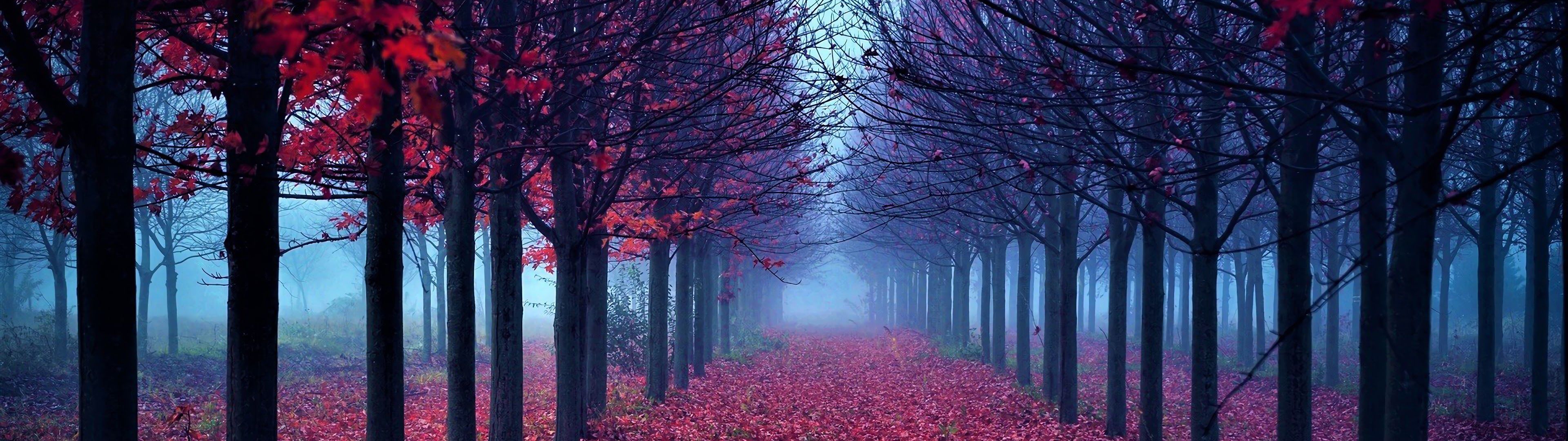 3840x1080 Forest Fall Nature Trees 4K Wallpaper