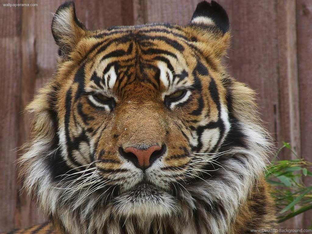 1024x768 Tiger Wallpaper Free Download image in Collection