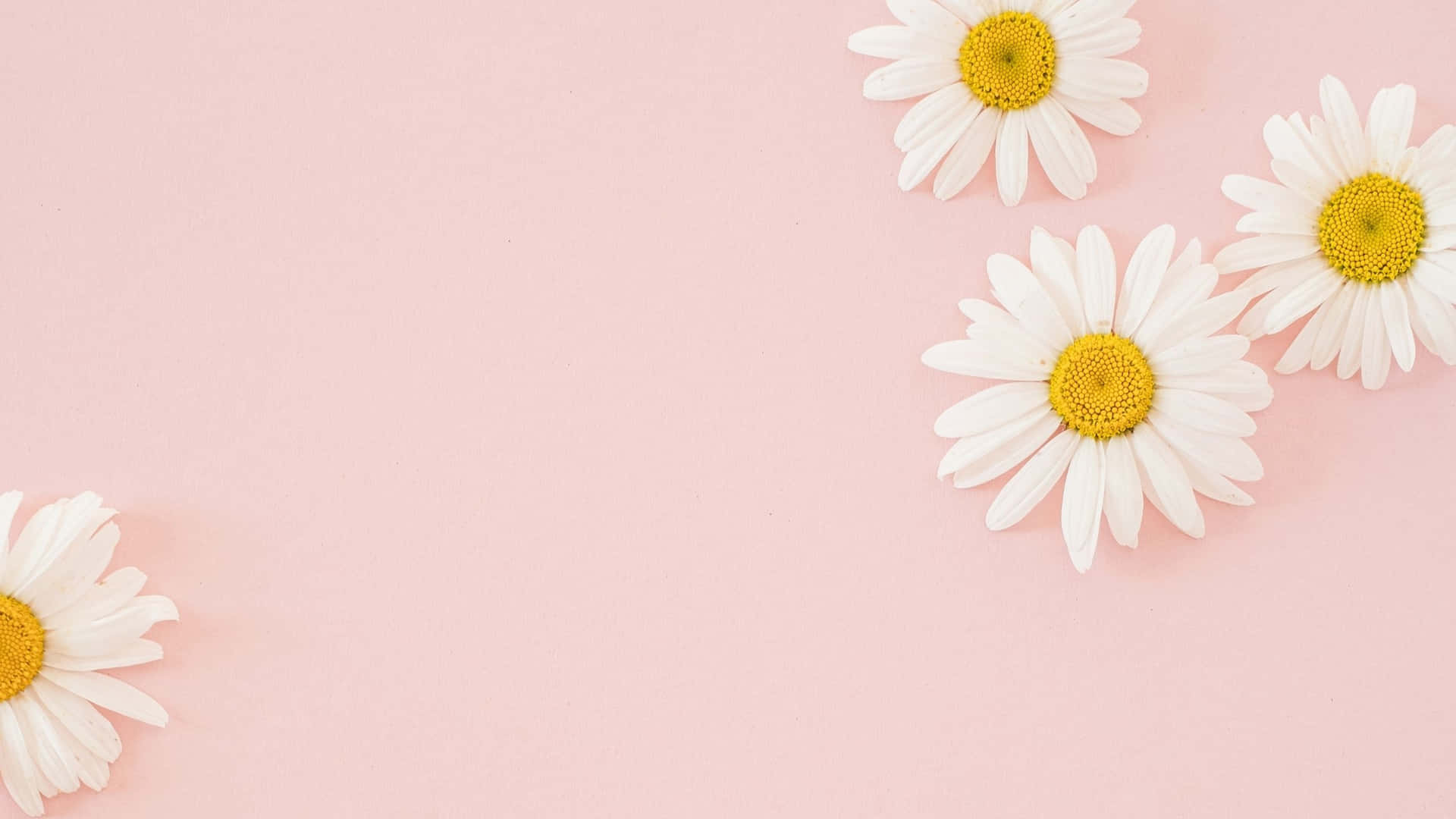 1920x1080 Download Daisies Aesthetic Computer