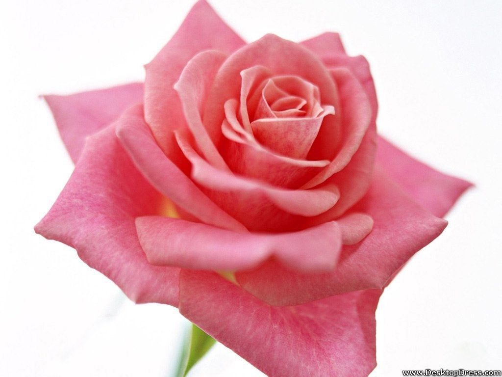 1024x768 Desktop Wallpaper Flowers