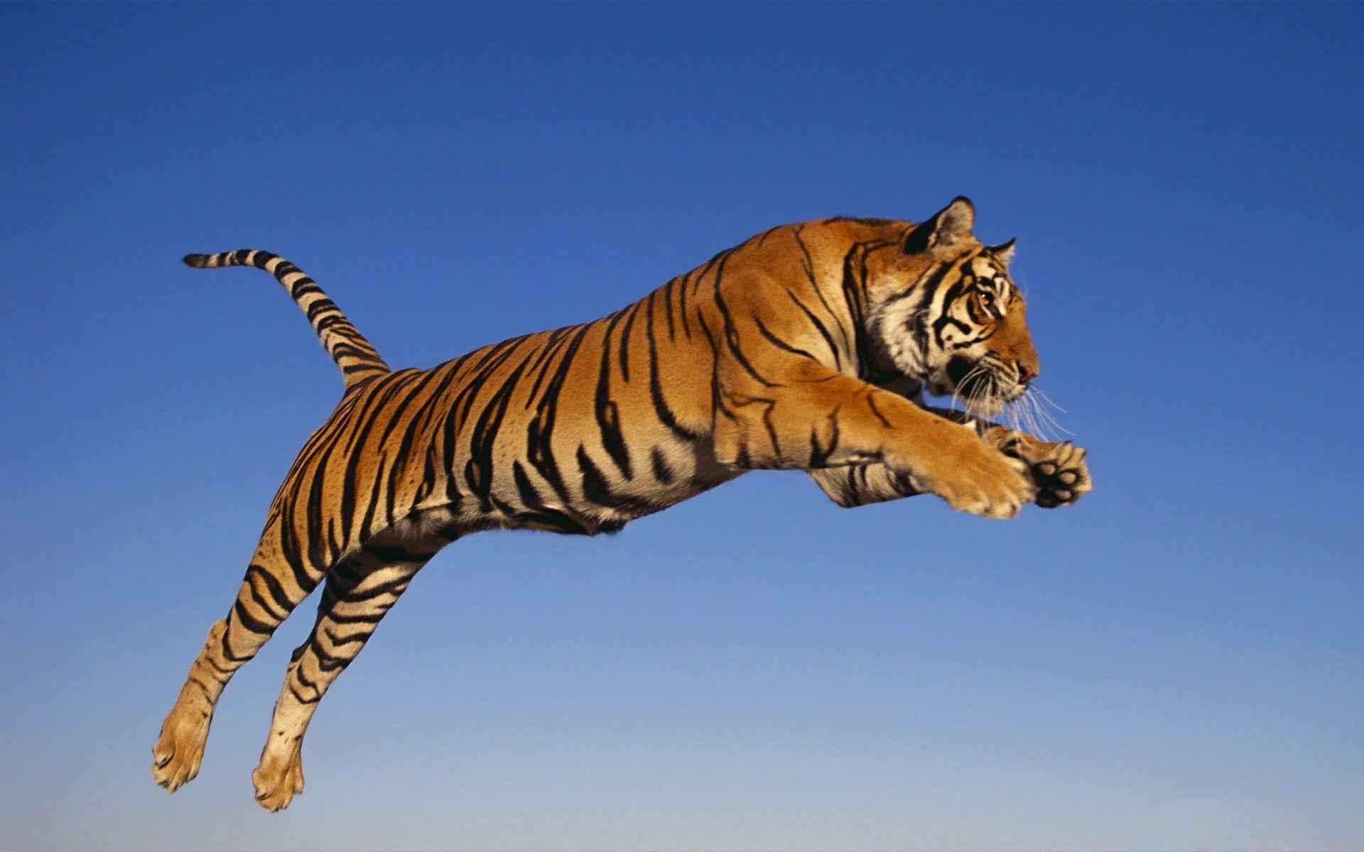 1920x1200 Tiger HD Desktop Free wallpaper download 1920×1080 Tiger