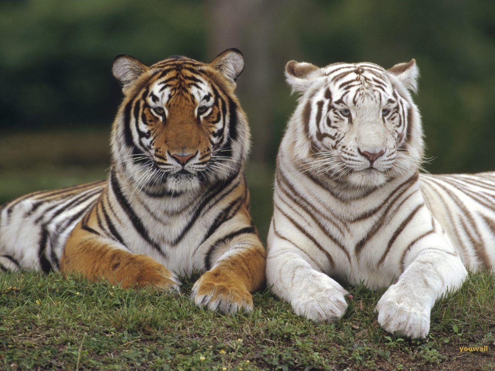 1600x1200 Beautiful Free Wallpaper Funny Animals