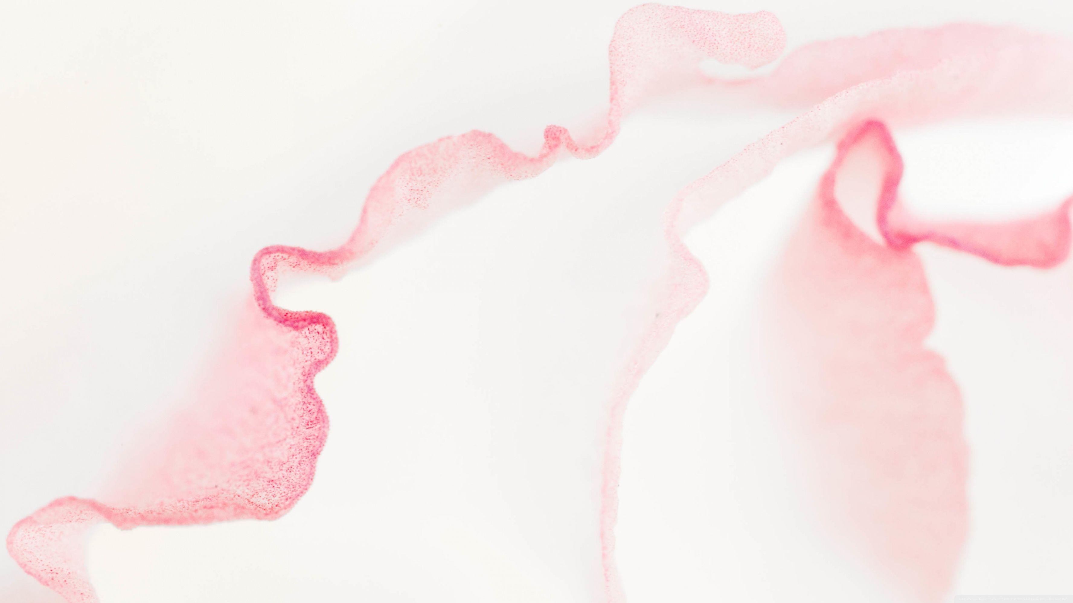 3554x1999 Lisianthus Light Pink Flower Macro ❤ 4K HD Desktop