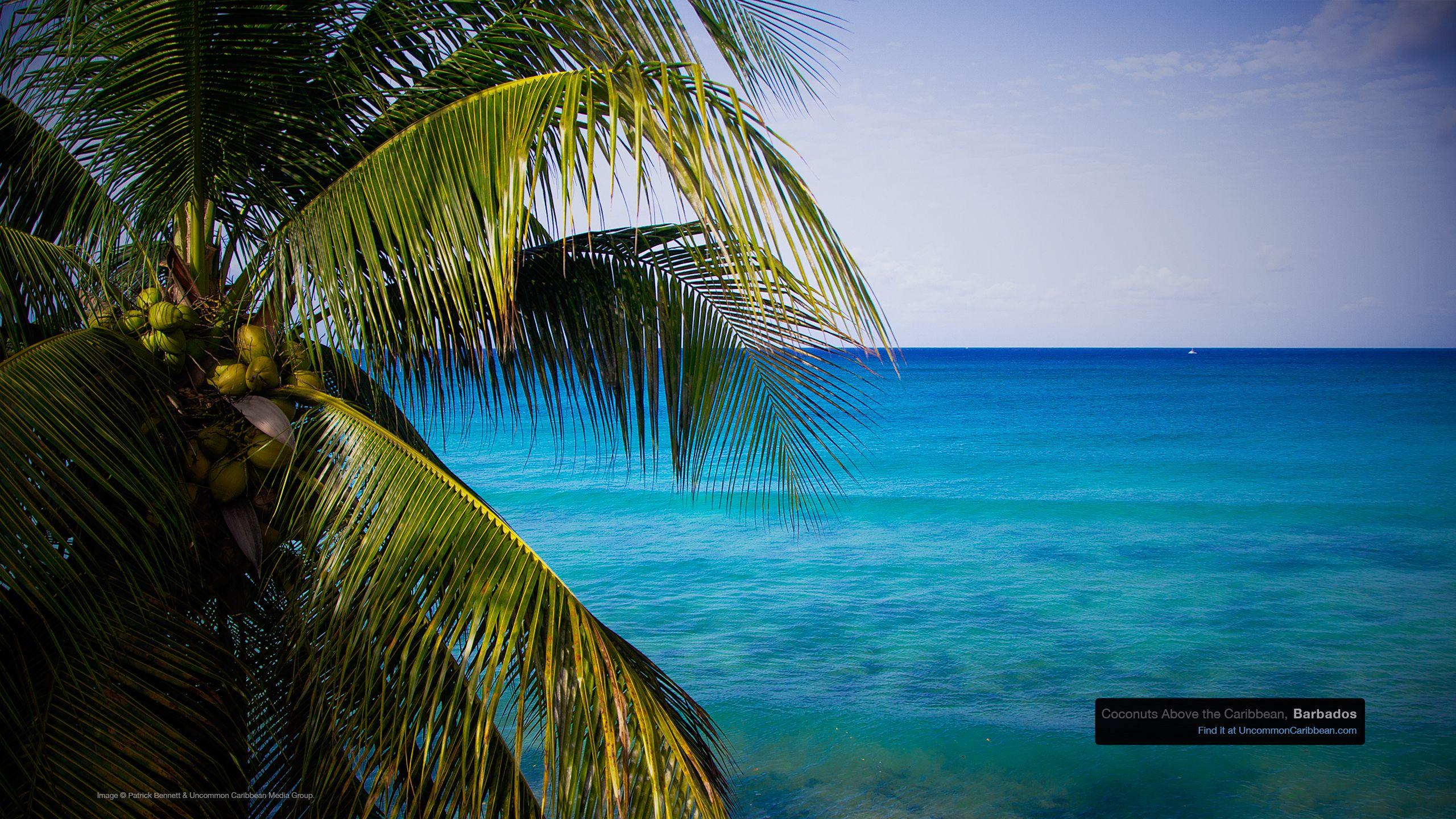Caribbean Desktop Wallpapers - Top Free Caribbean Desktop Backgrounds ...