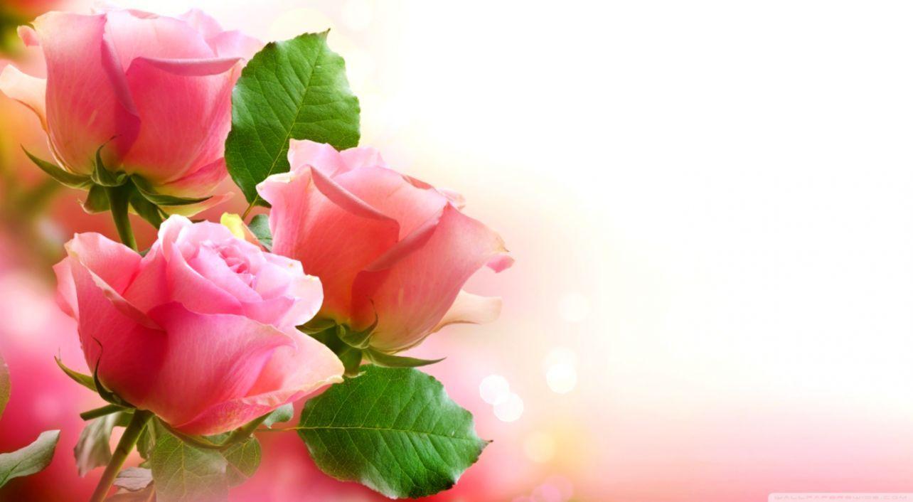 1284x706 Wallpaper Rose Light