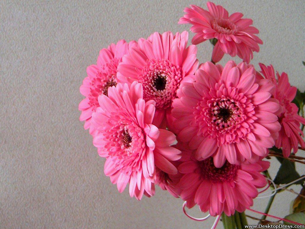 1024x768 Desktop Wallpaper Flowers Background Light Pink