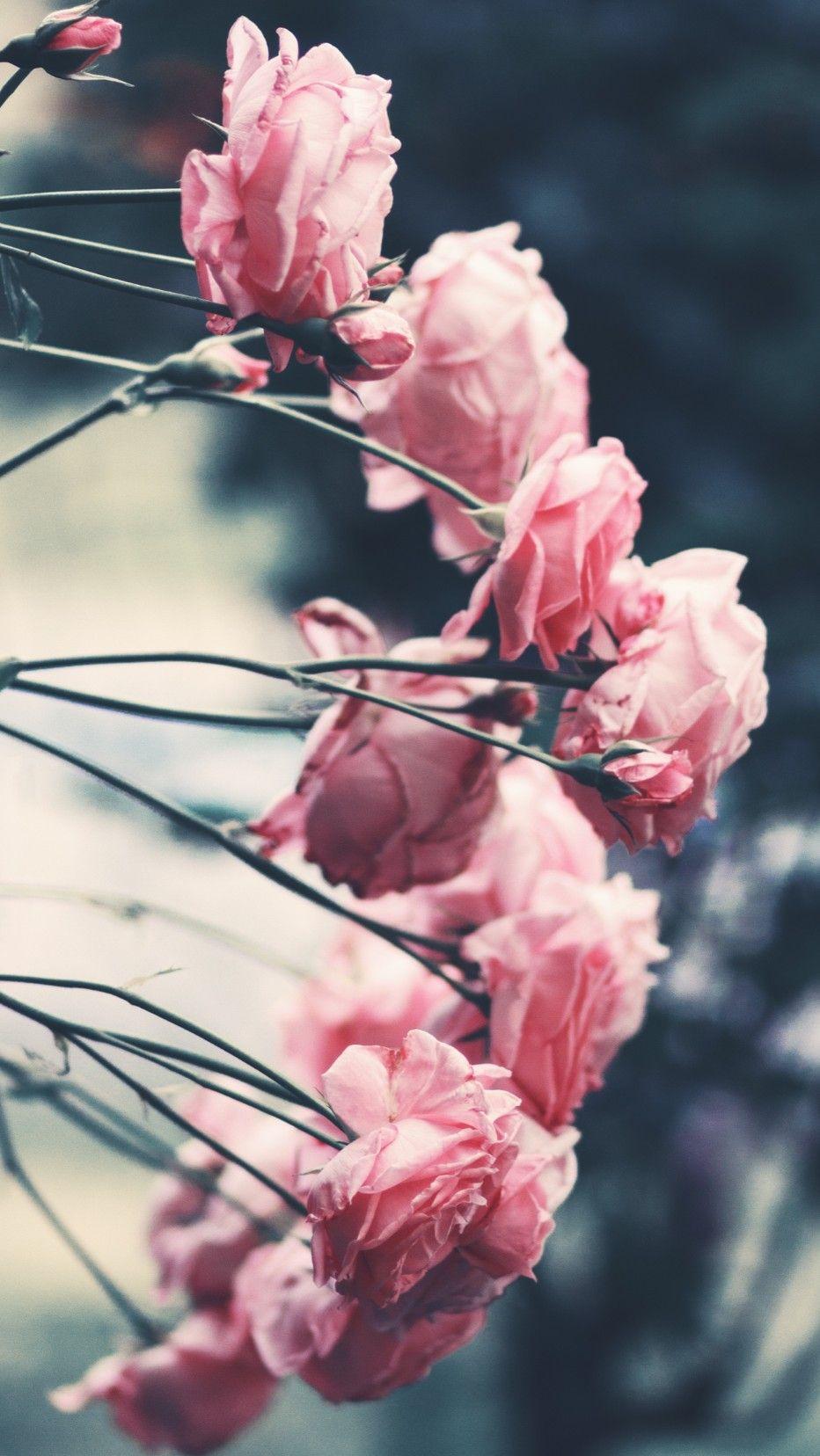 932x1656 Flower Phone Wallpaper (image in Collection)