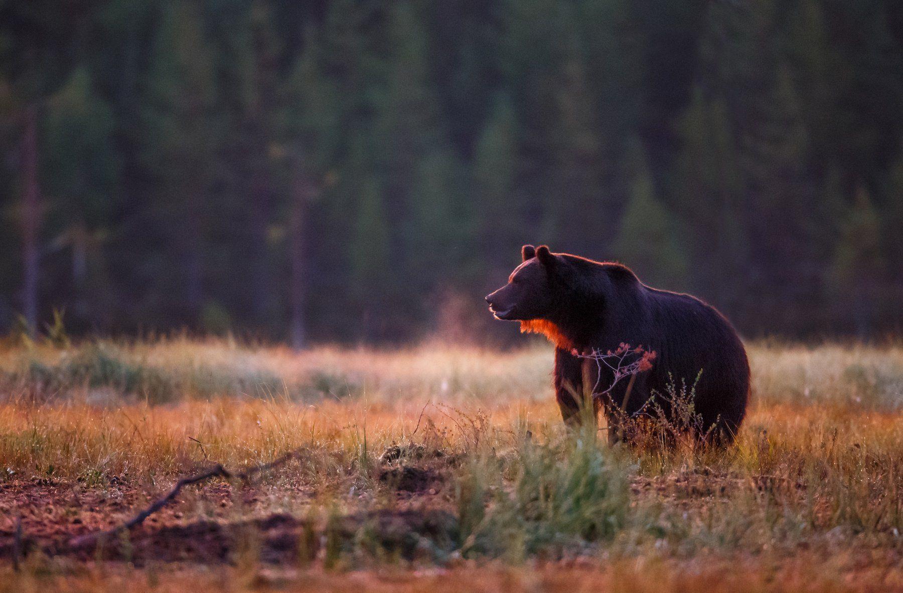 1800x1183 Autumn Bears Wallpaper
