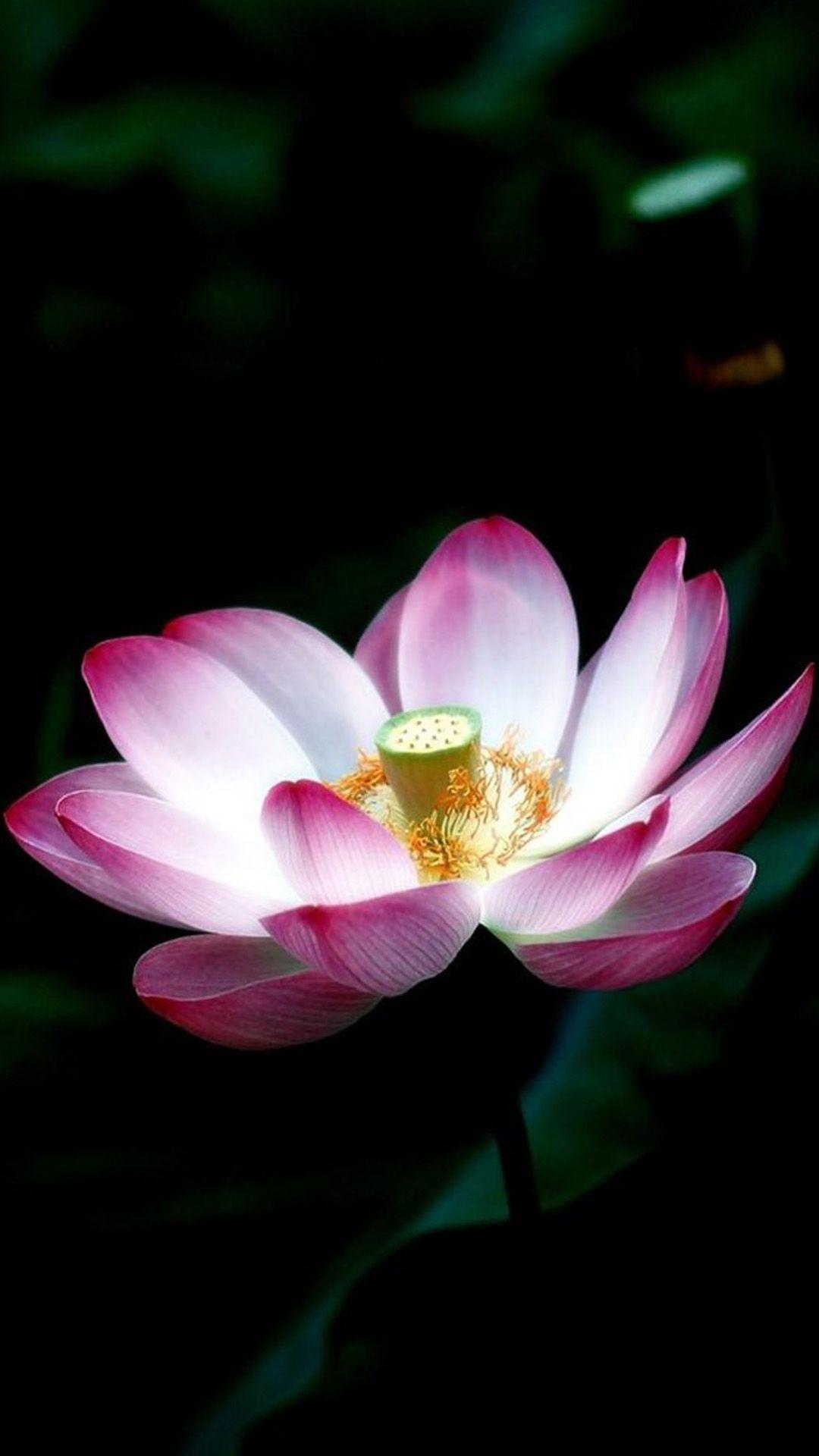 1080x1920 Lotus Phone Wallpaper