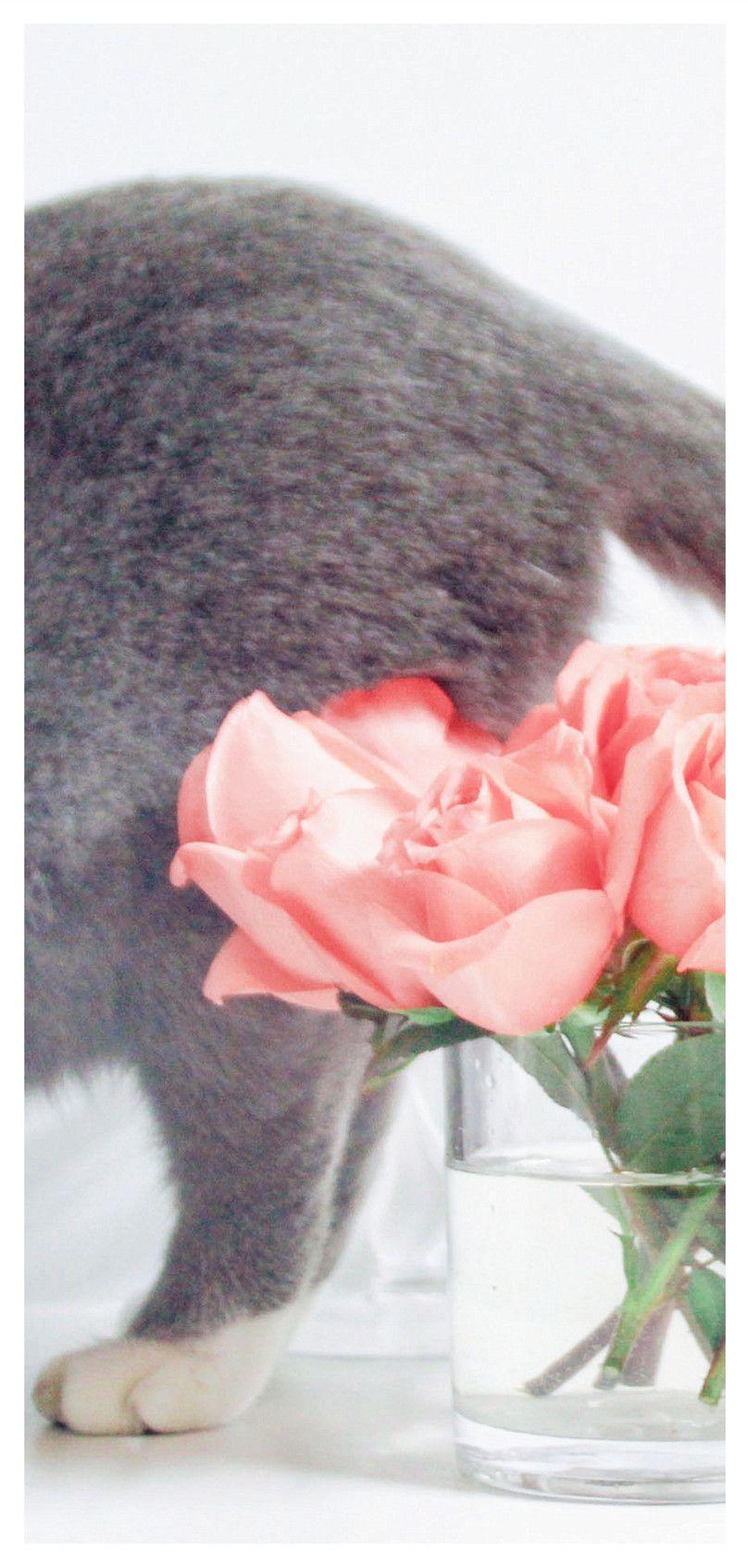808x1692 Cats tail and flower phone wallpaper background
