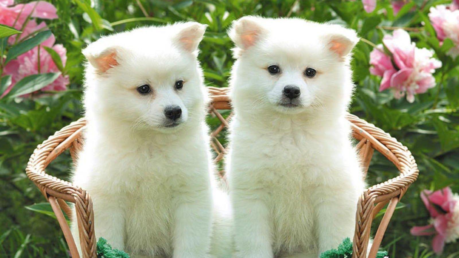 Beautiful Dogs Wallpapers - Top Free Beautiful Dogs Backgrounds - WallpaperAccess Beautiful Dogs Wallpapers - Top Free Beautiful Dogs Backgrounds - WallpaperAccess