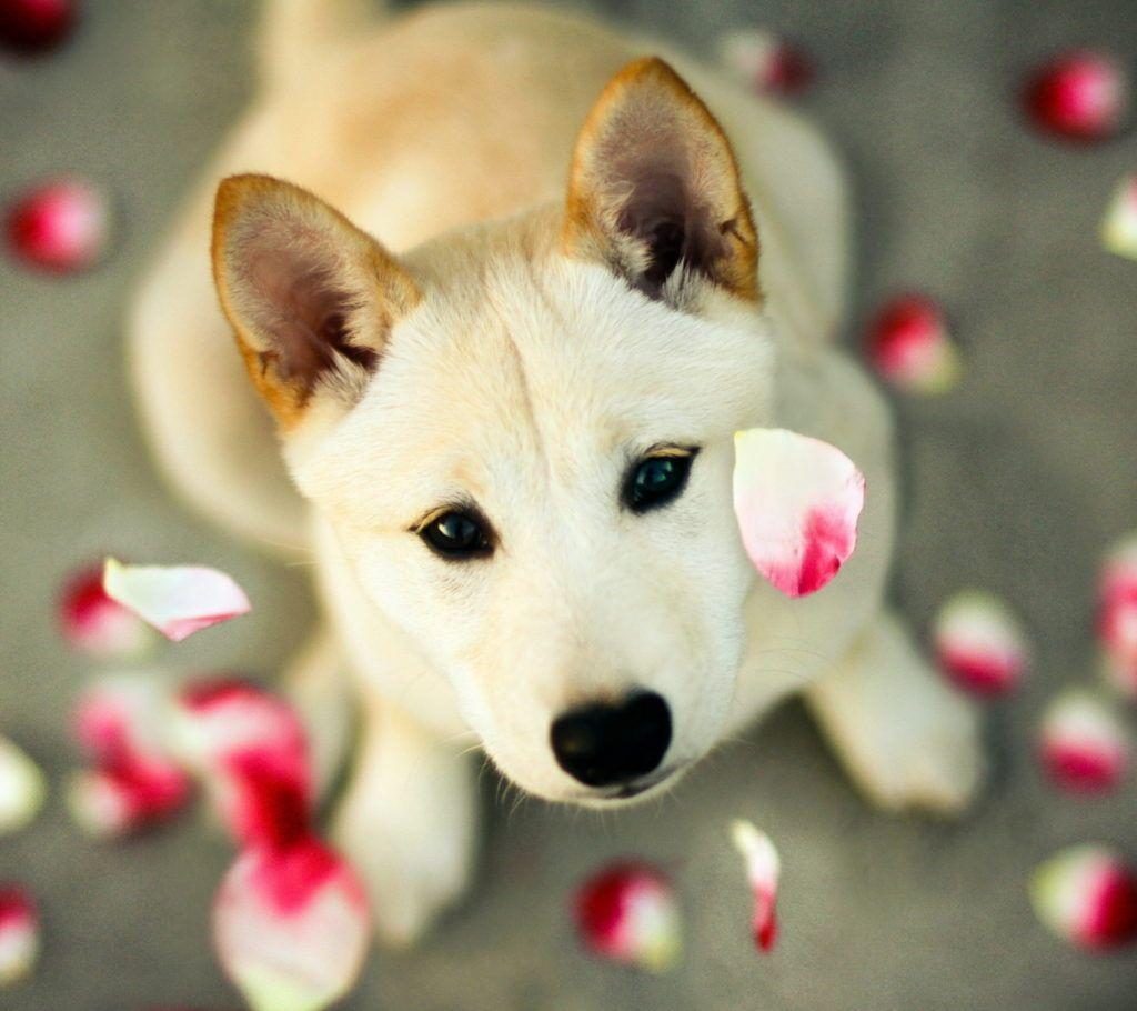 1024x910 Beautiful【Dogs】Photos and Wallpaper free download