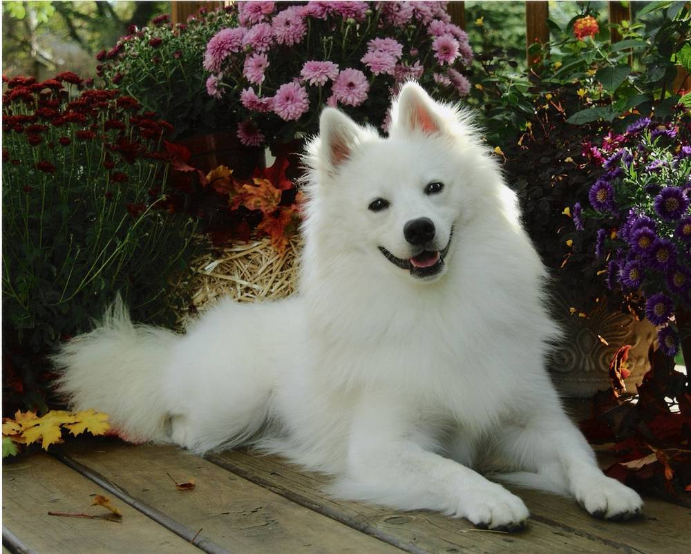 1000x802 Dogs. Dogs HD Wallpaper. Dogs Photo. Beautiful Puppies
