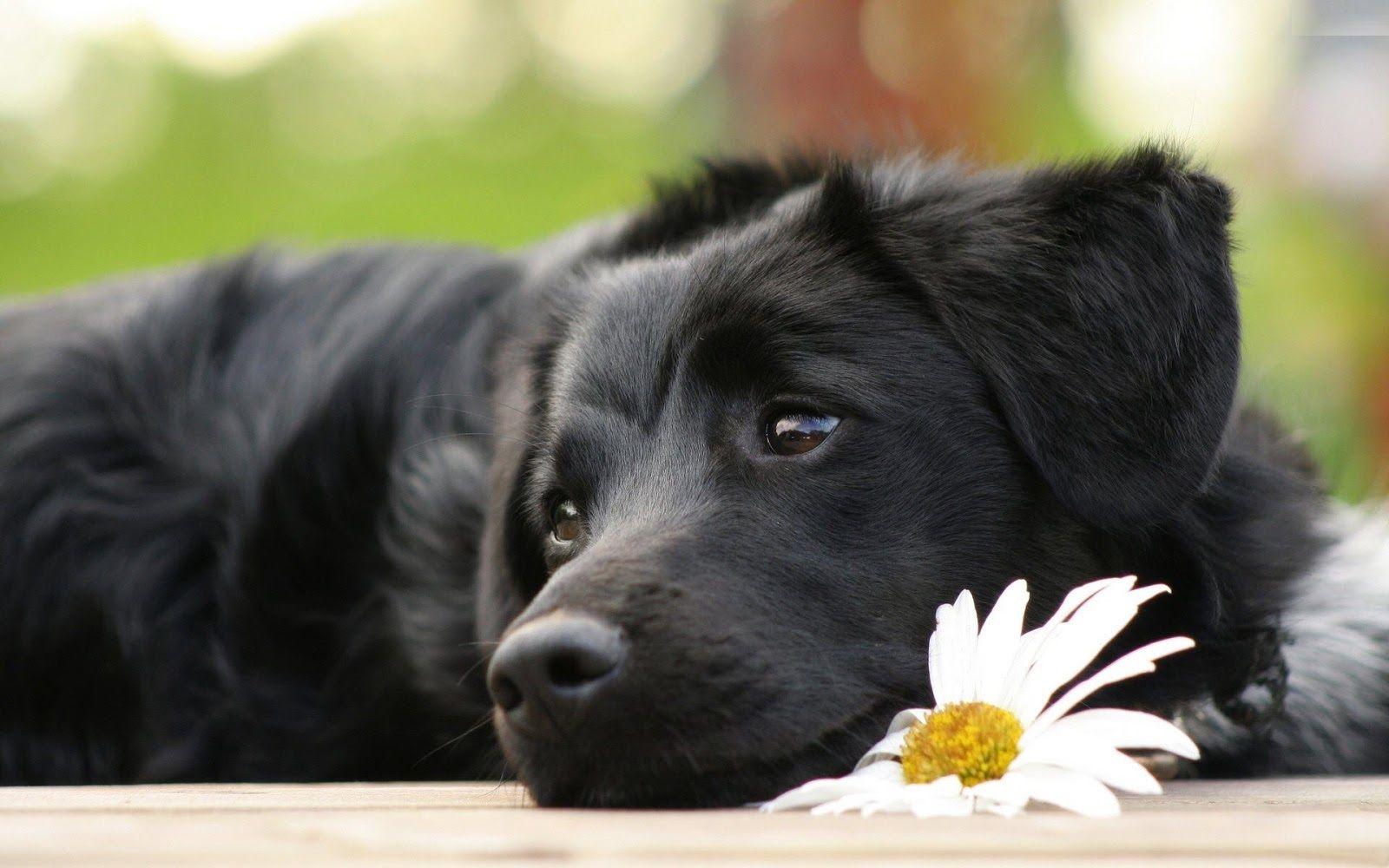 1600x1000 Beautiful【Dogs】Photos and Wallpaper free download