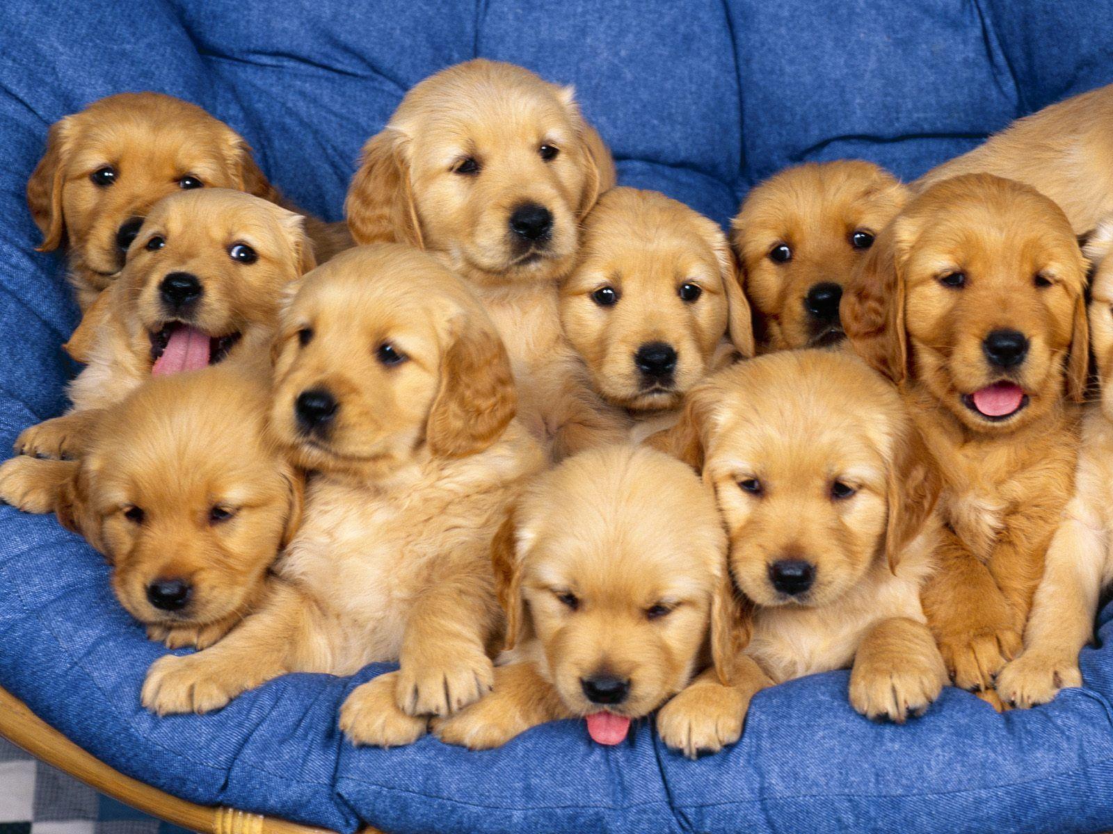 1600x1200 cute and beautiful dogs HD photo. Find Wallpaper. Search