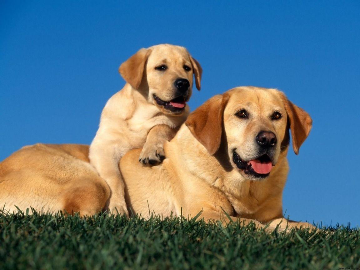 1152x864 Funny Bae: Beautiful Dogs HD Wallpaper