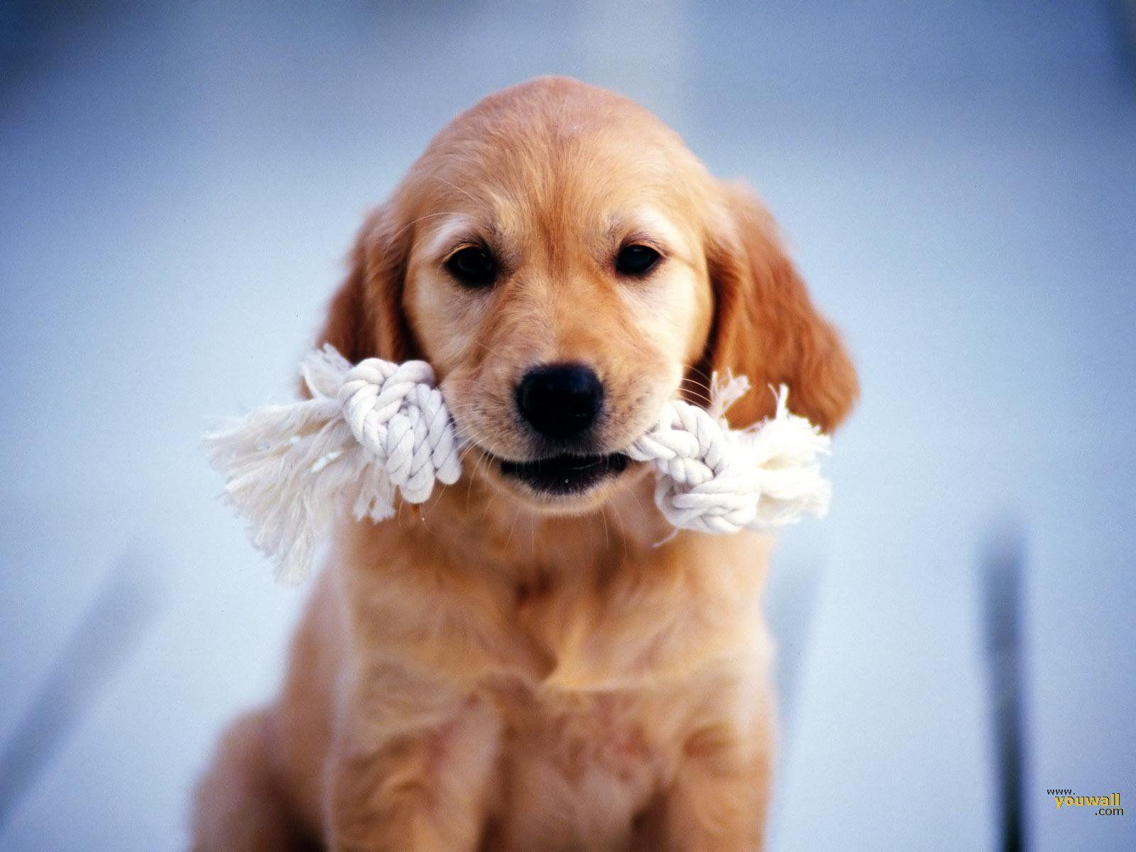 1600x1200 Download All Wallpaper Beautiful Dog HD Wallpaper