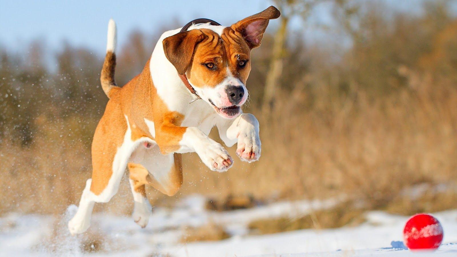 1600x900 Beautiful【Dogs】Photos and Wallpaper free download