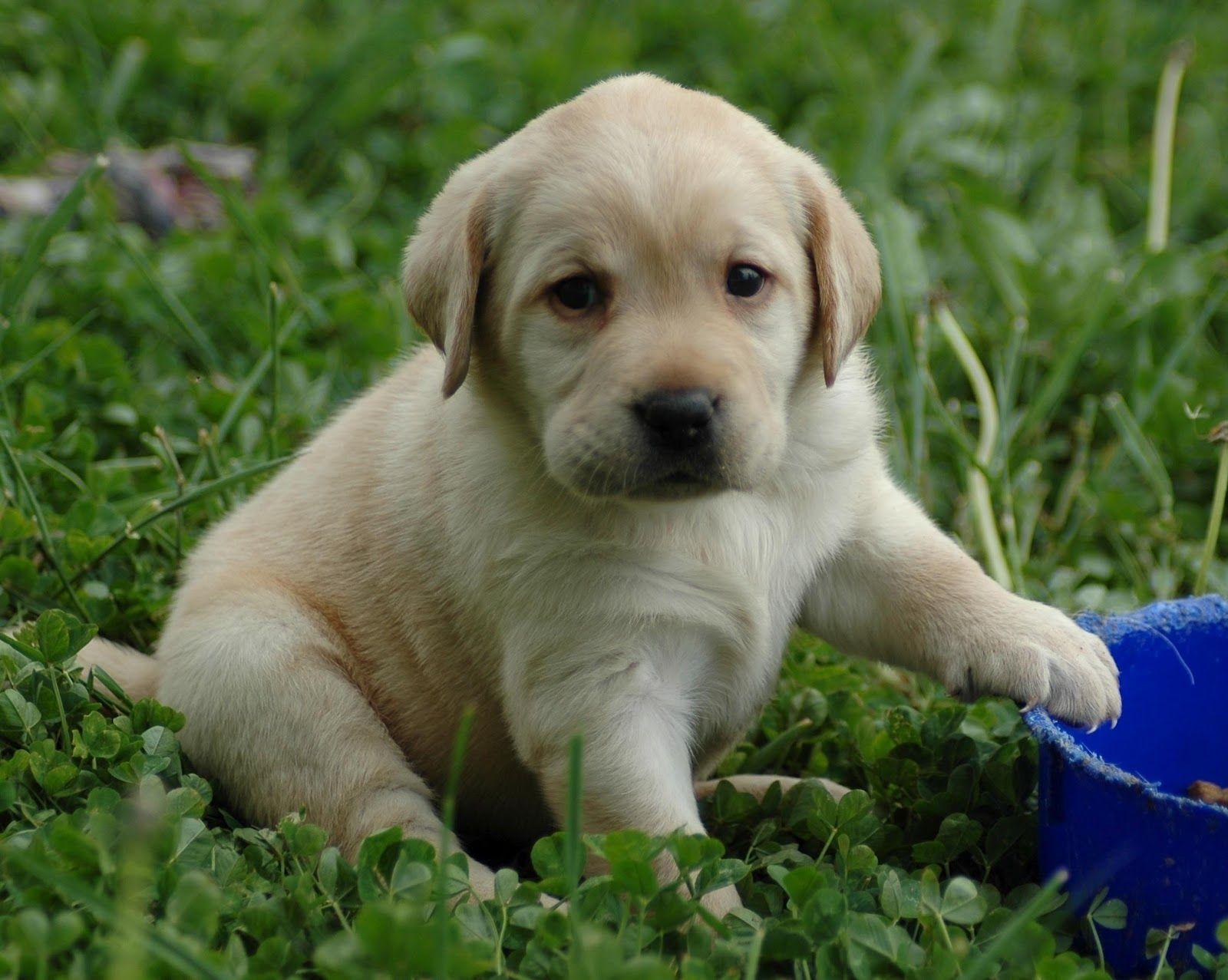 1600x1277 Dog Picture on Animal Picture Society