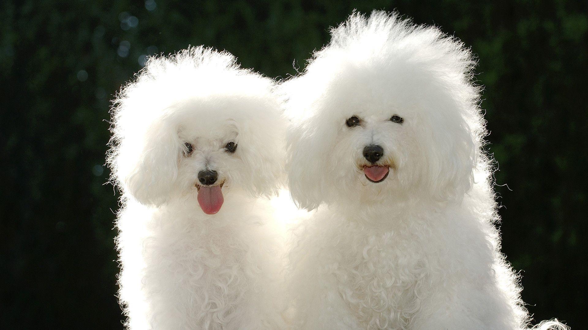 1920x1080 White Dog Wallpaper