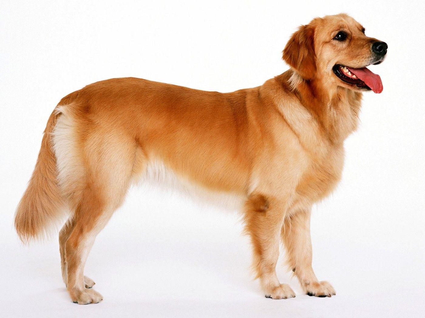 1400x1050 Beautiful, Golden, Retriever, Dog, Wide, HD, Wallpaper
