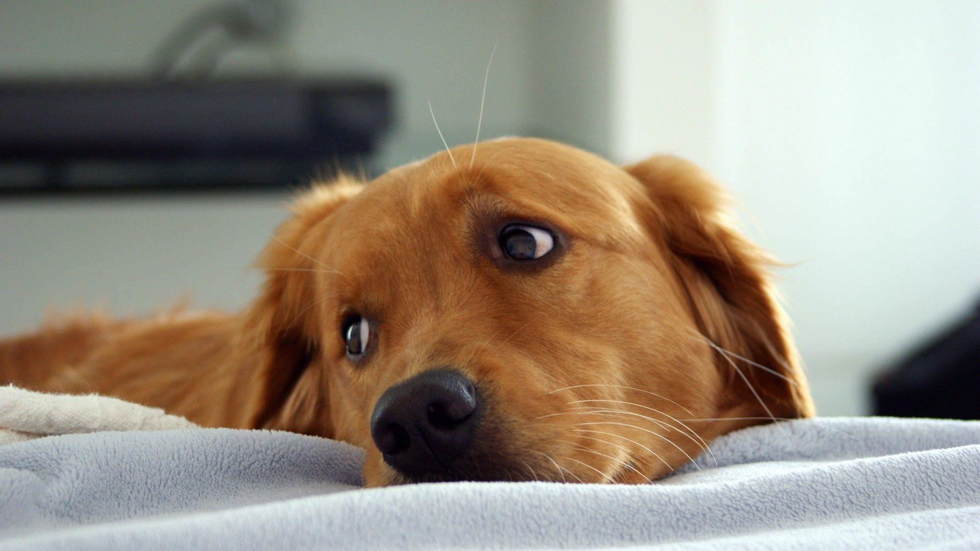 1920x1080 Beautiful Dog Wallpaper