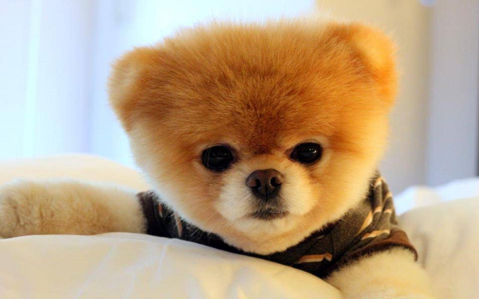 1600x1000 Beautiful Boo Puppy Dog Photo, HD Wallpaper, Image, Picture