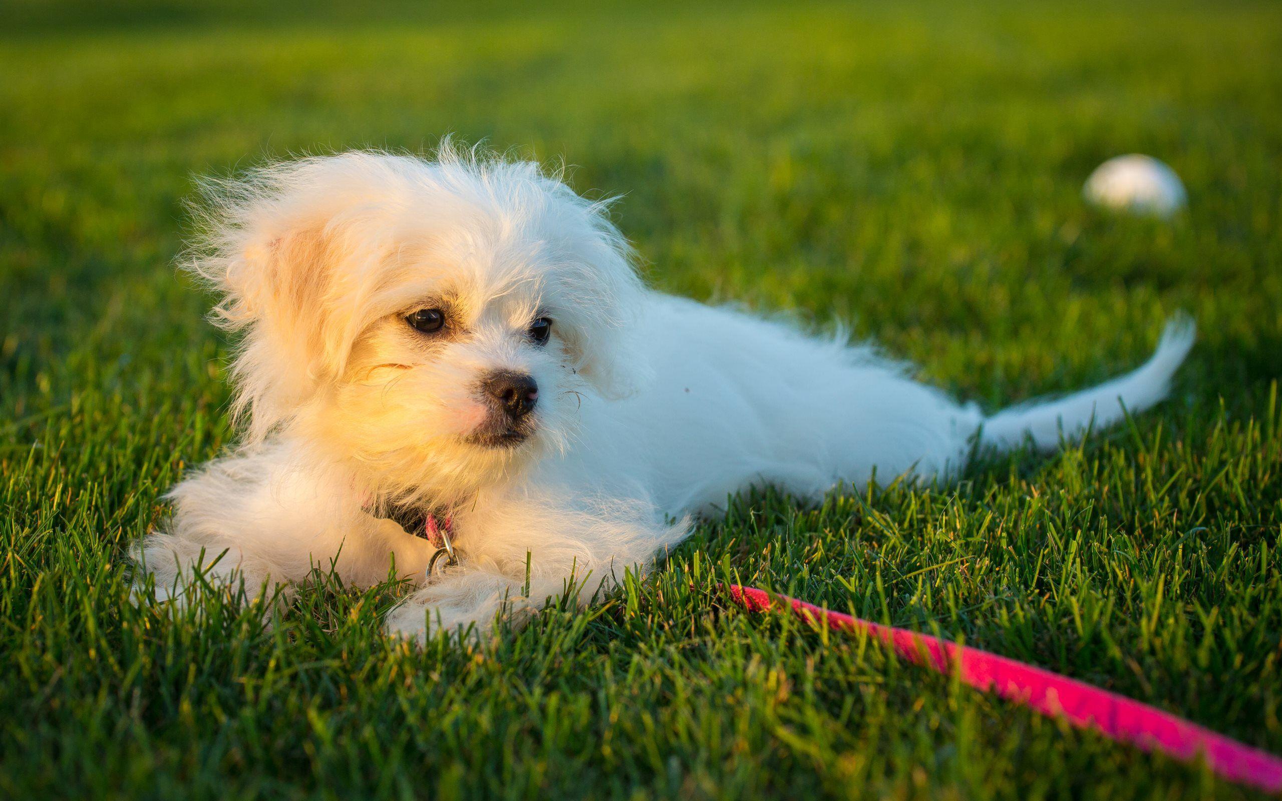 2560x1600 Dog White Puppy. Animals HD Wallpaper. White puppies