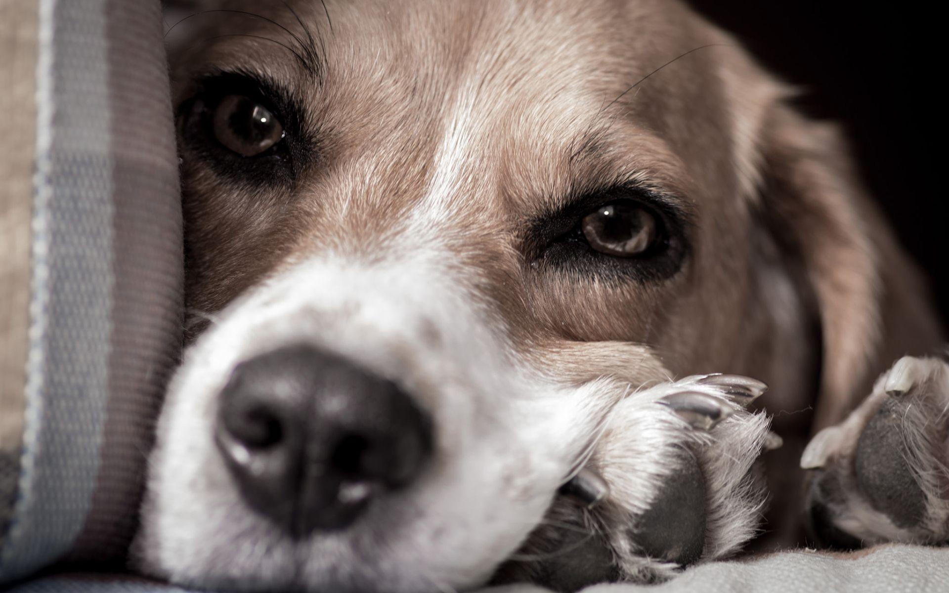 1920x1200 Beautiful Dogs