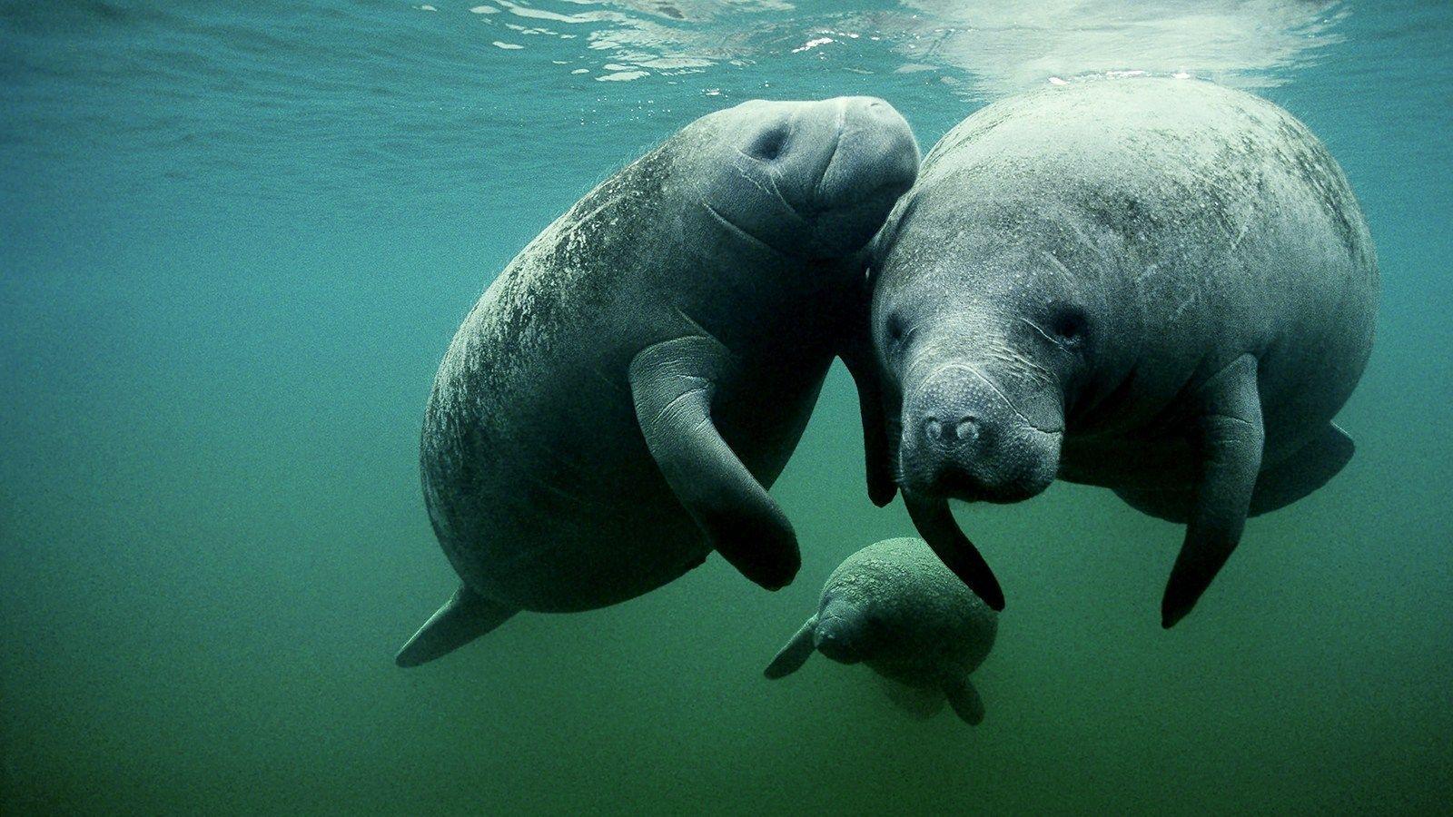 Manatee Wallpapers - Top Free Manatee Backgrounds - WallpaperAccess