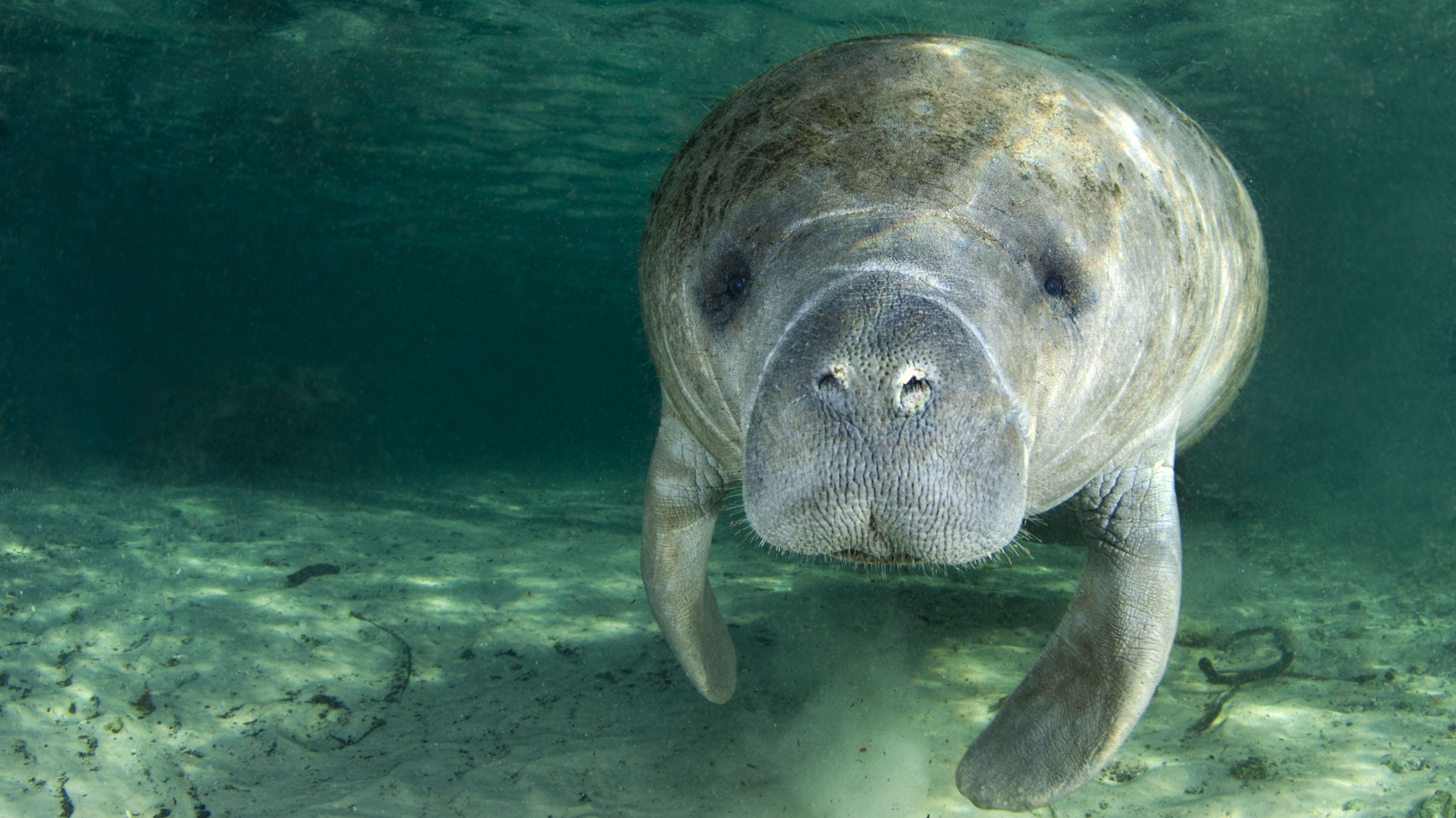 Manatee Wallpapers Top Free Manatee Backgrounds Wallpaperaccess Images, Photos, Reviews