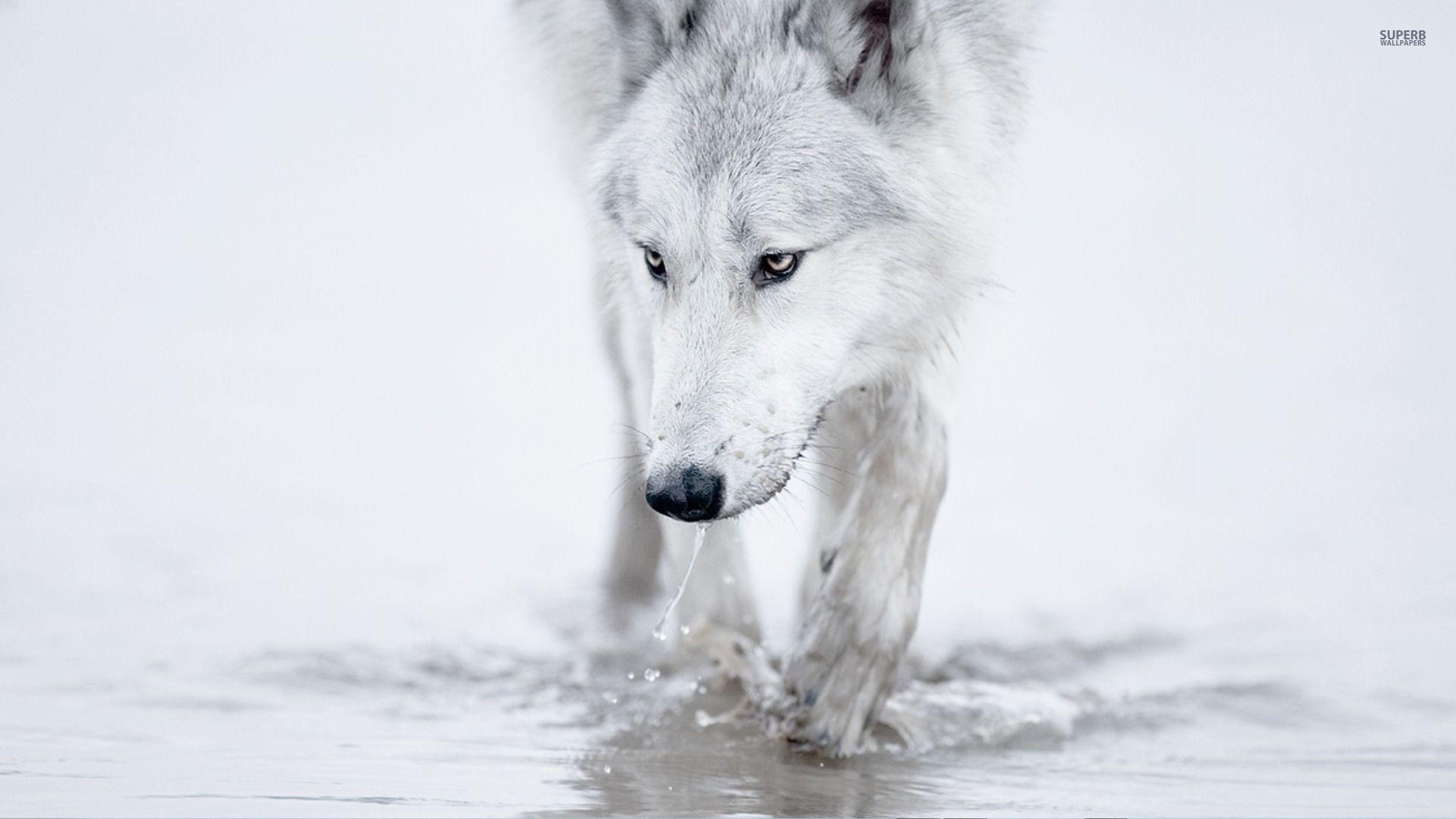 Black And White Wolf Stock Photos and Images  123RF