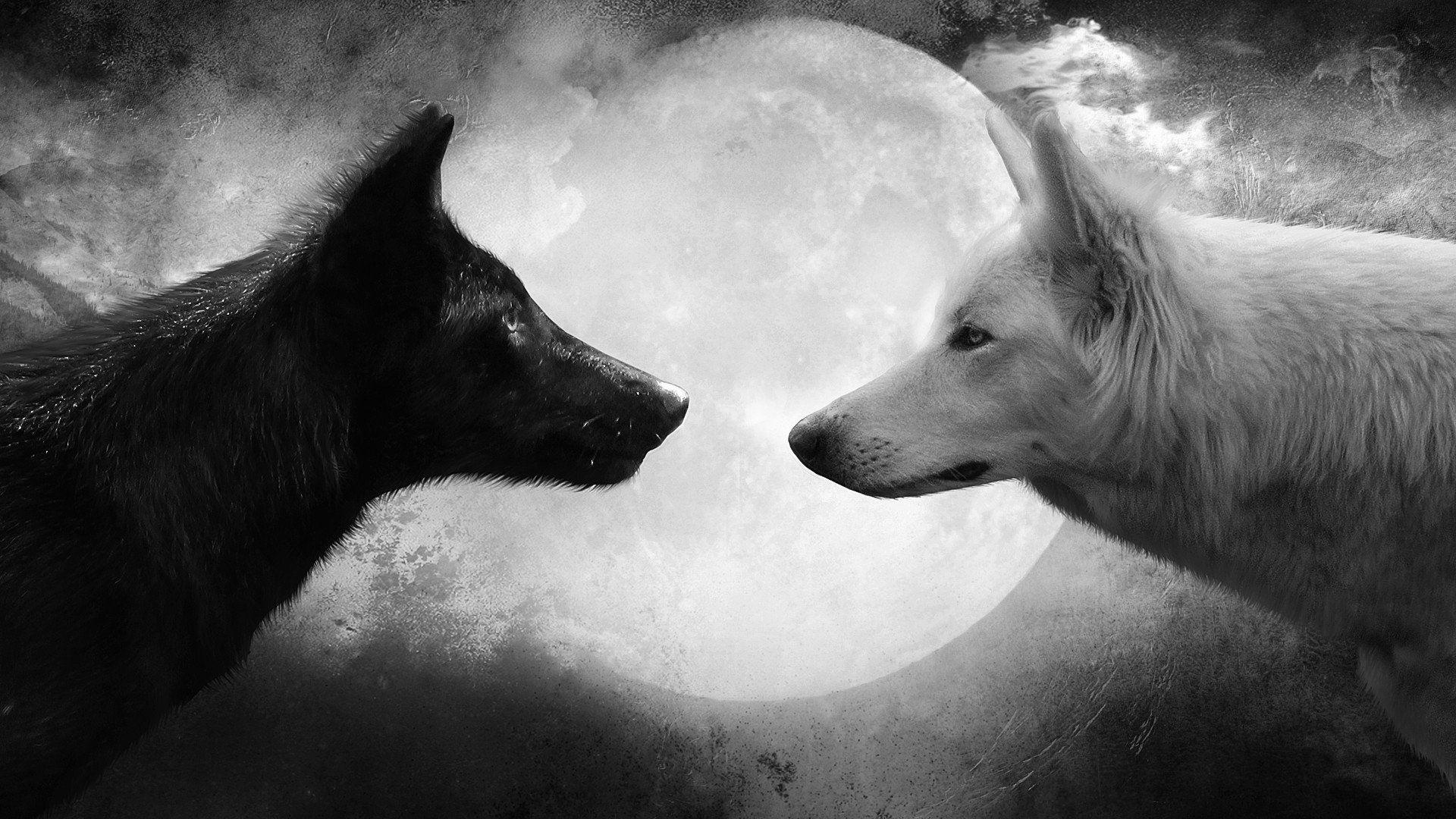 Wolf Black and White Wallpapers   Top Free Wolf Black and White ...