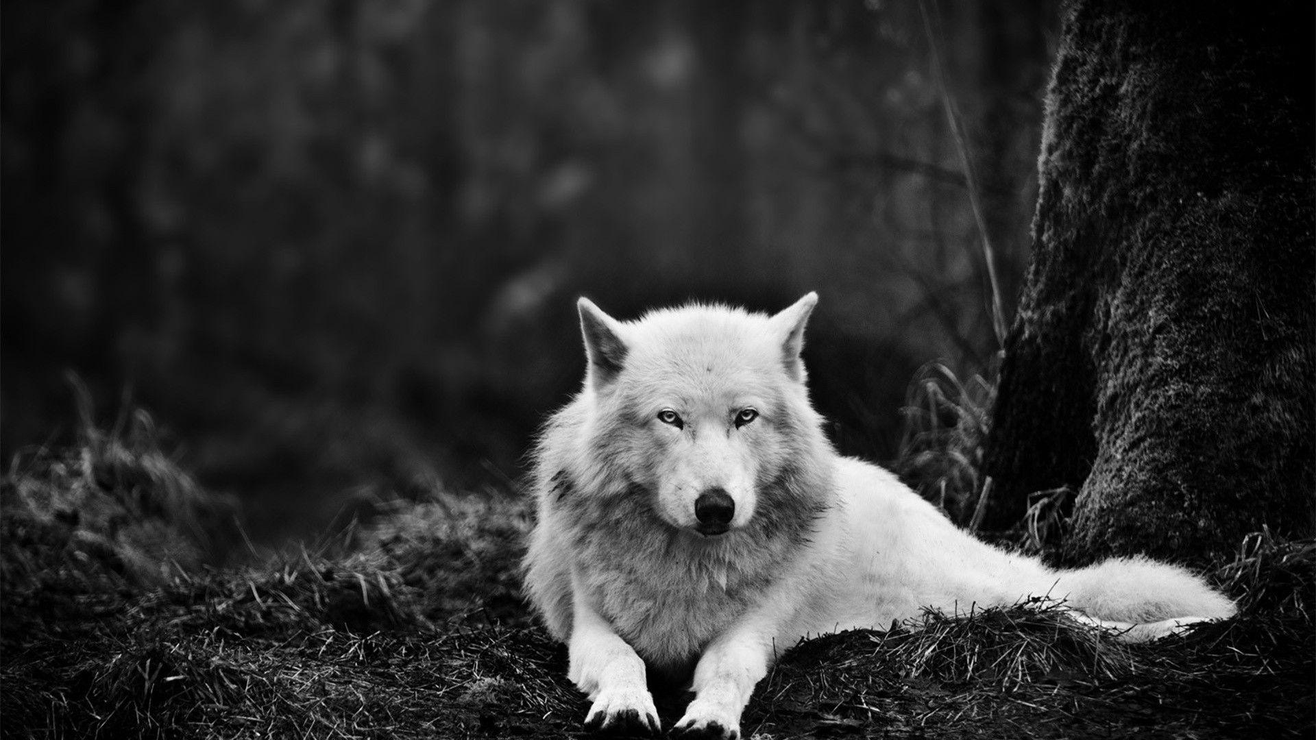 Black And White Wolf Wallpapers Top Free Black And White Wolf Backgrounds Wallpaperaccess