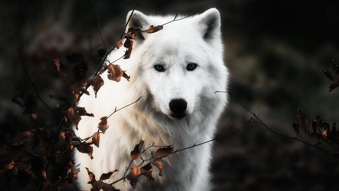 White Wolf Wallpapers Top Free White Wolf Backgrounds Wallpaperaccess