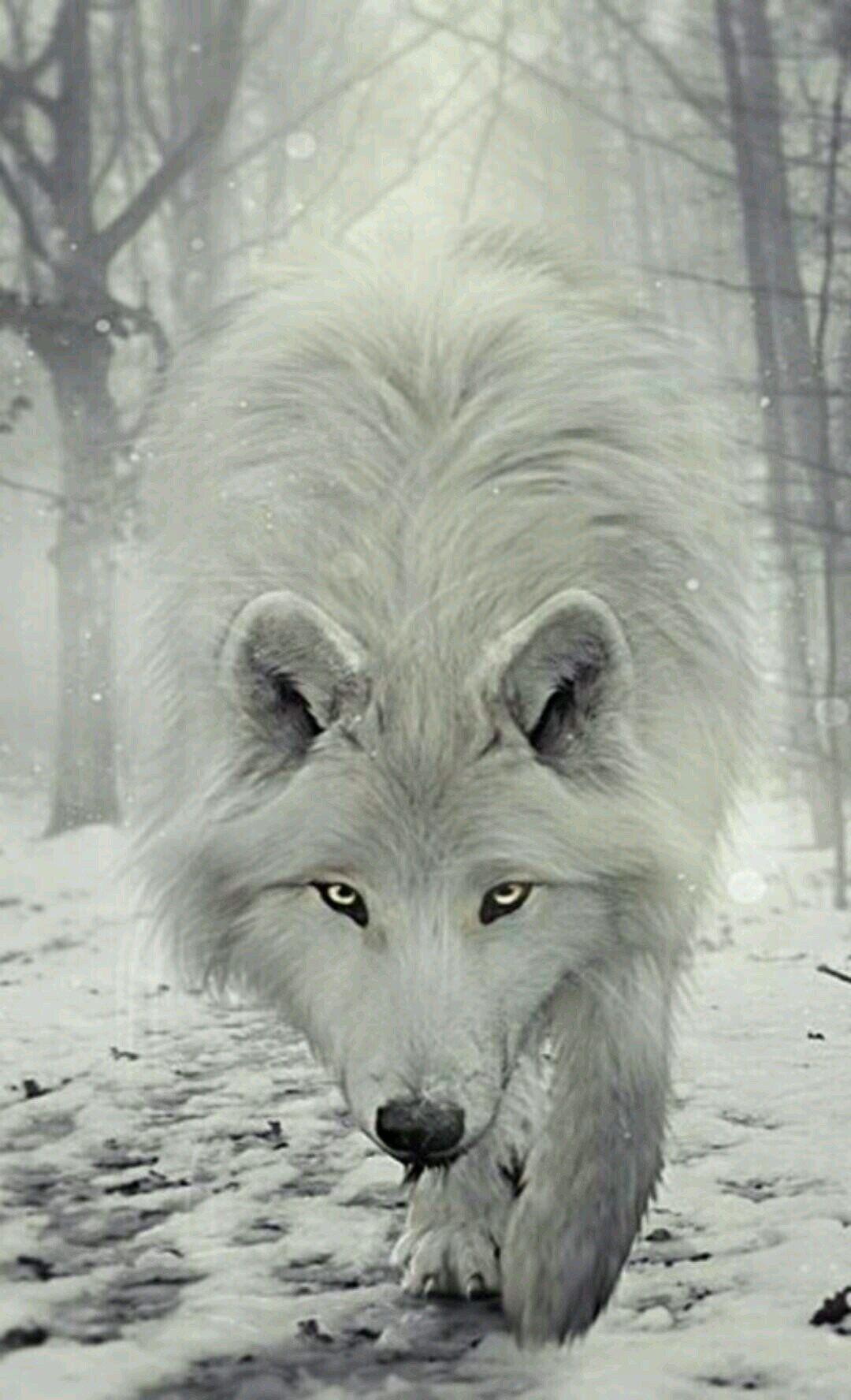 White wolf winter snow animal fantasy cold huge girl HD phone  wallpaper  Peakpx