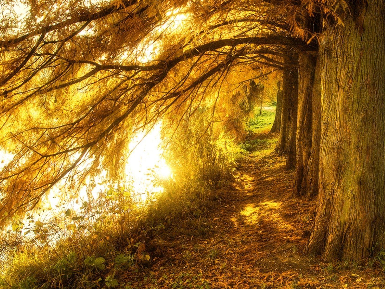 Natural fall. Природа золотистый. Желтый лес. Осень солнце. "Солнце в лесу".