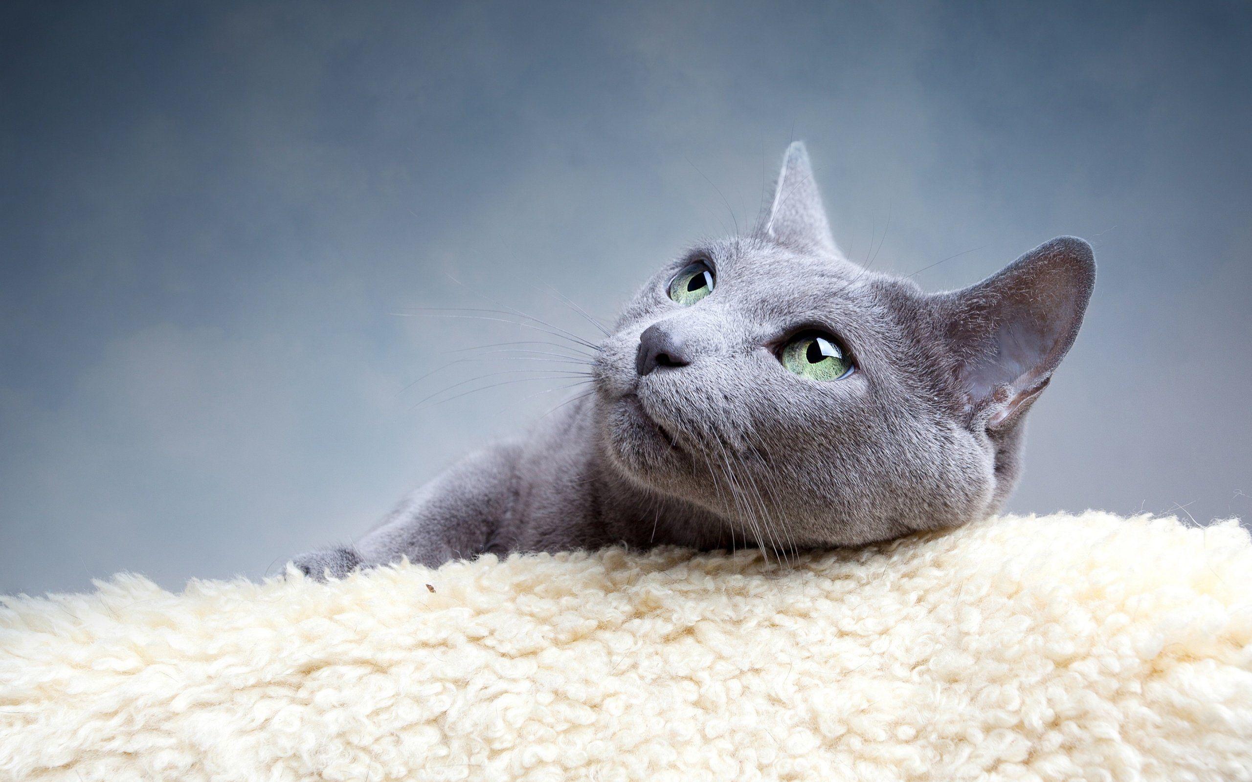 Russian Blue Cat Wallpapers Top Free Russian Blue Cat Backgrounds