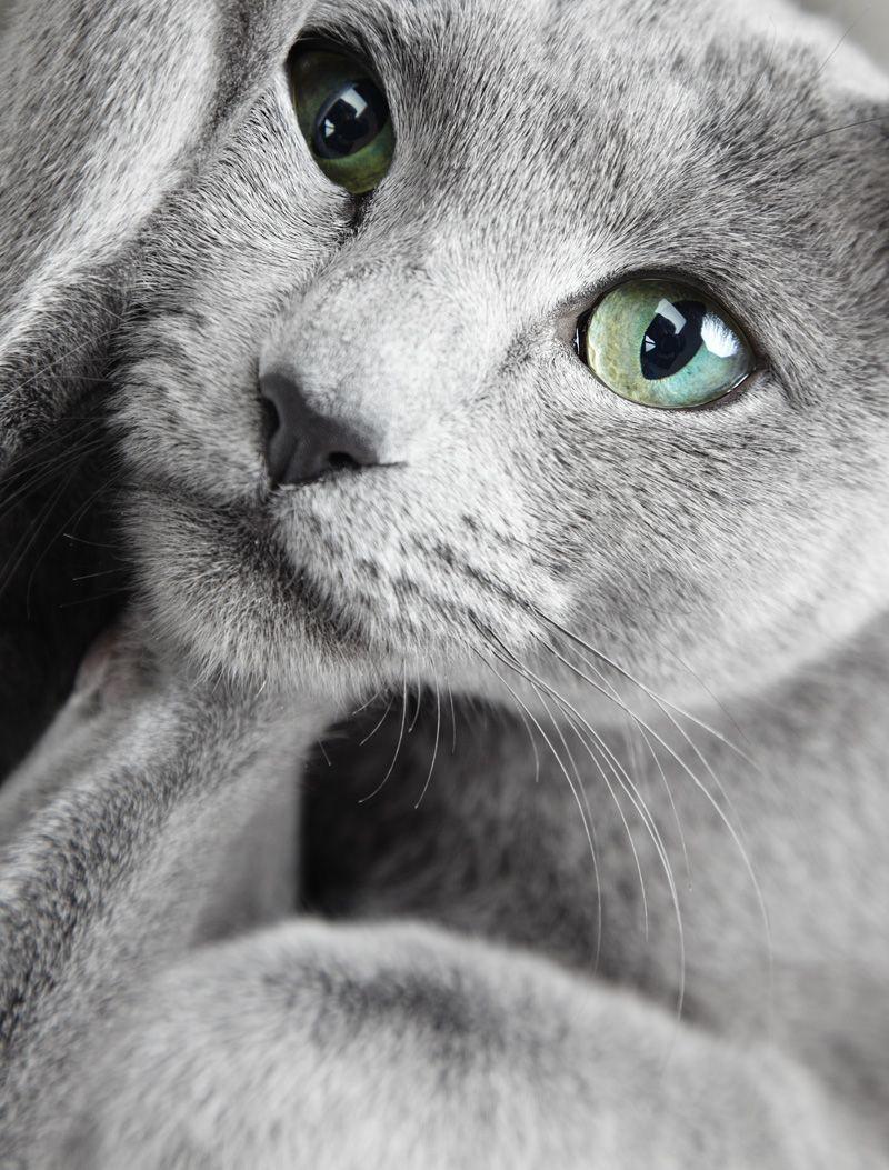 Russian Blue Cat Wallpapers - Top Free Russian Blue Cat Backgrounds 