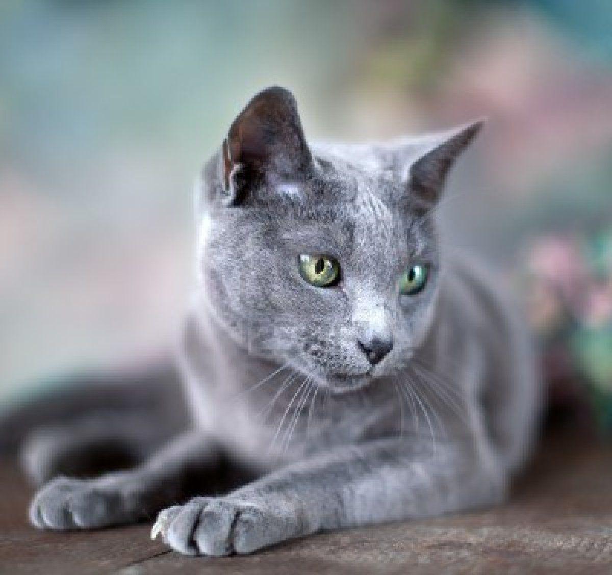 Russian Blue Cat Wallpapers Top Free Russian Blue Cat Backgrounds WallpaperAccess